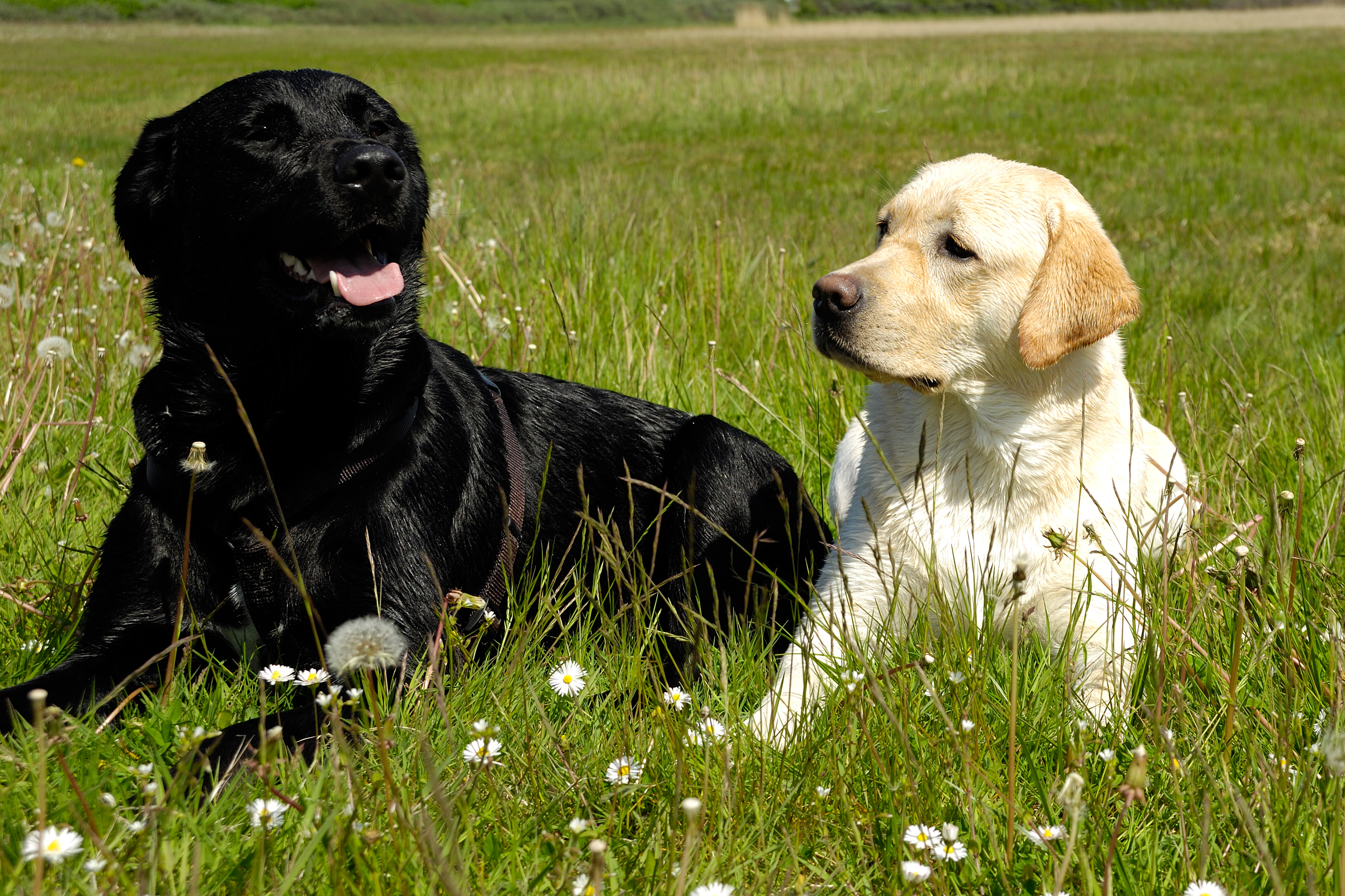 Собака 2 папа. Лабрадор черный и белый. Лабрадор белый. Черный лабрадор на траве. Лабратор чёрный и белый.
