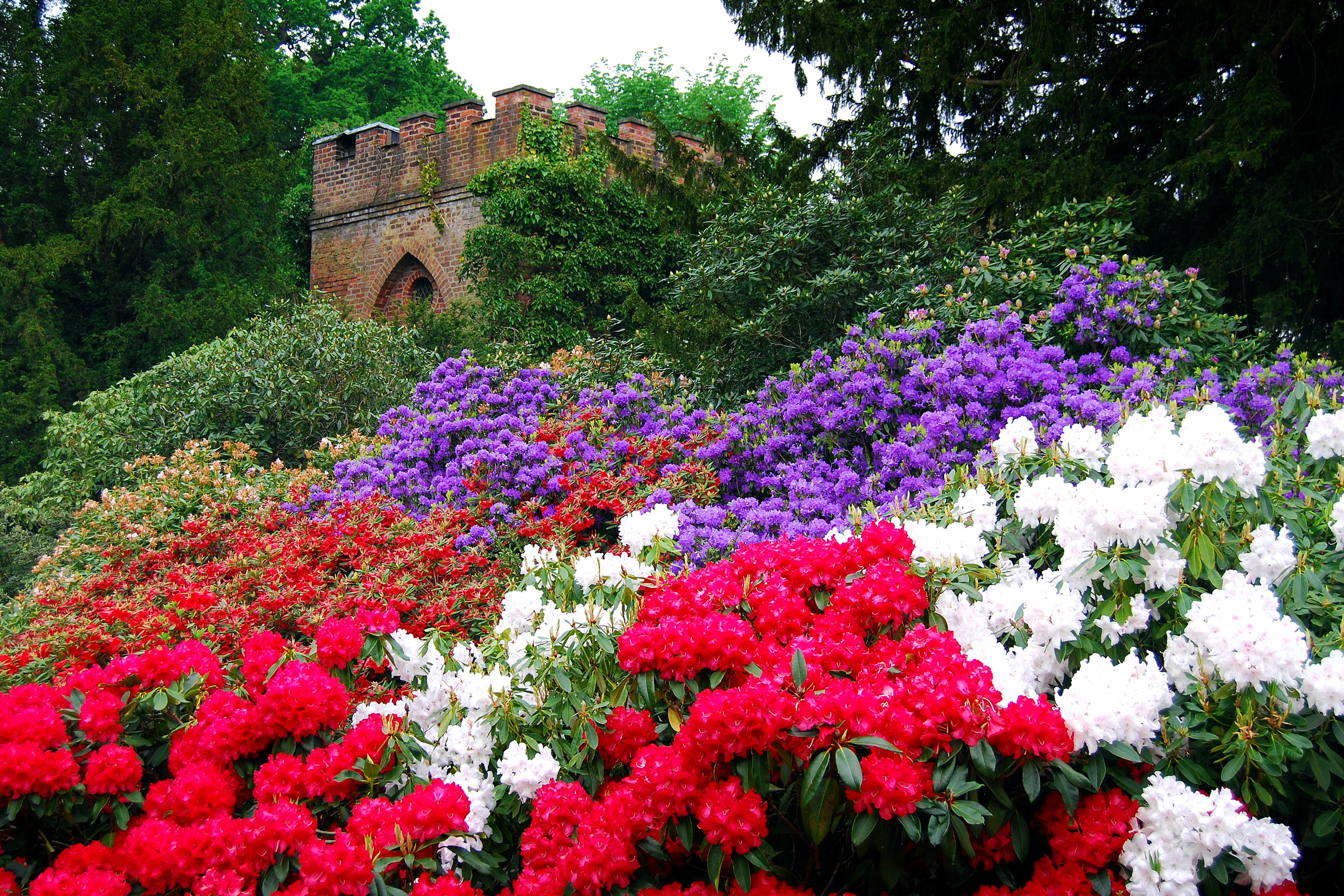 Фото красивых цветов для сада и названия. Рододендрон аллея. Сад Кавати Фудзи. Рабатка Тунберга.