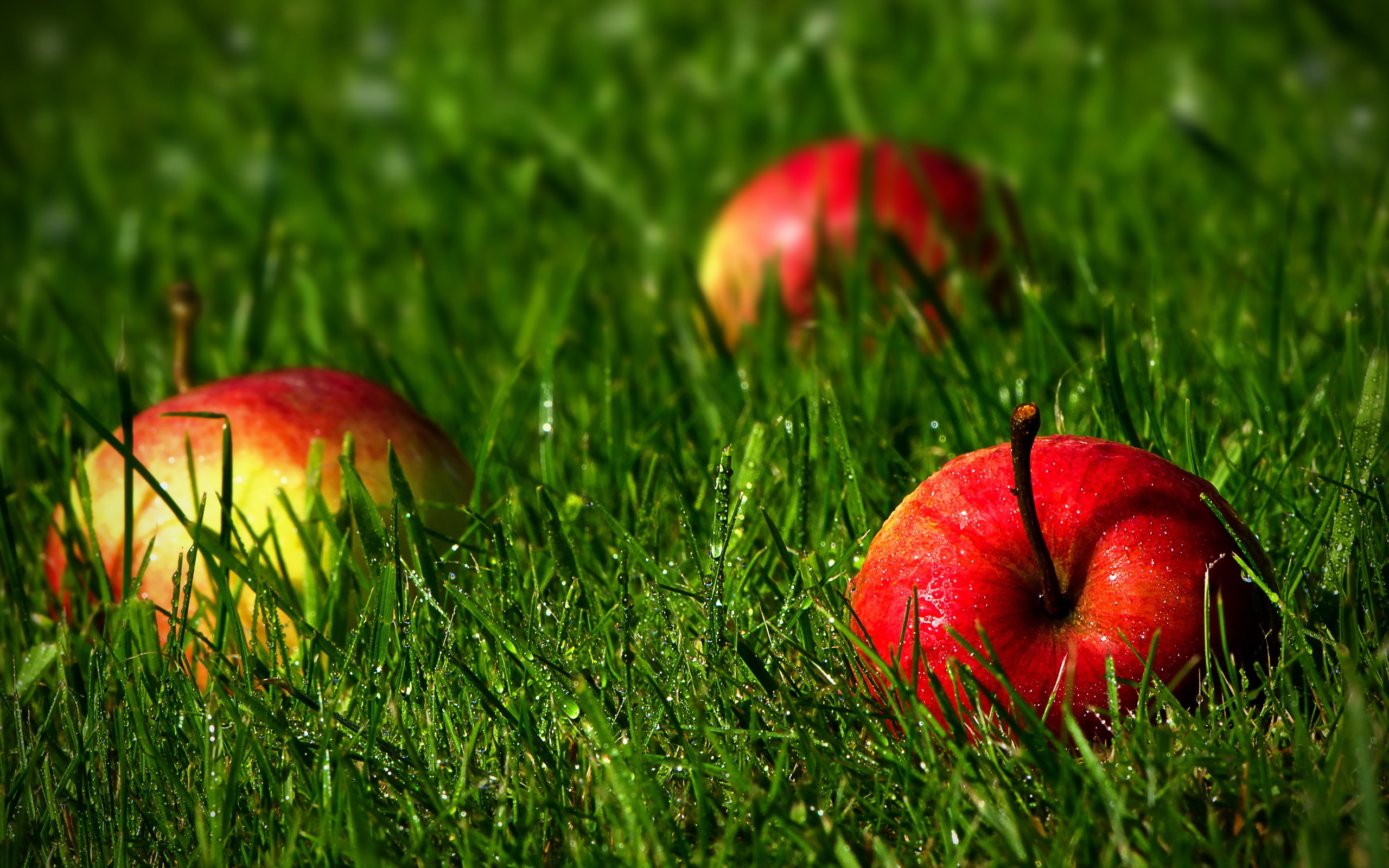 Фруктовая трава. Яблоки на траве. Сочное яблоко. Яблоки обои. Яблоки природа.