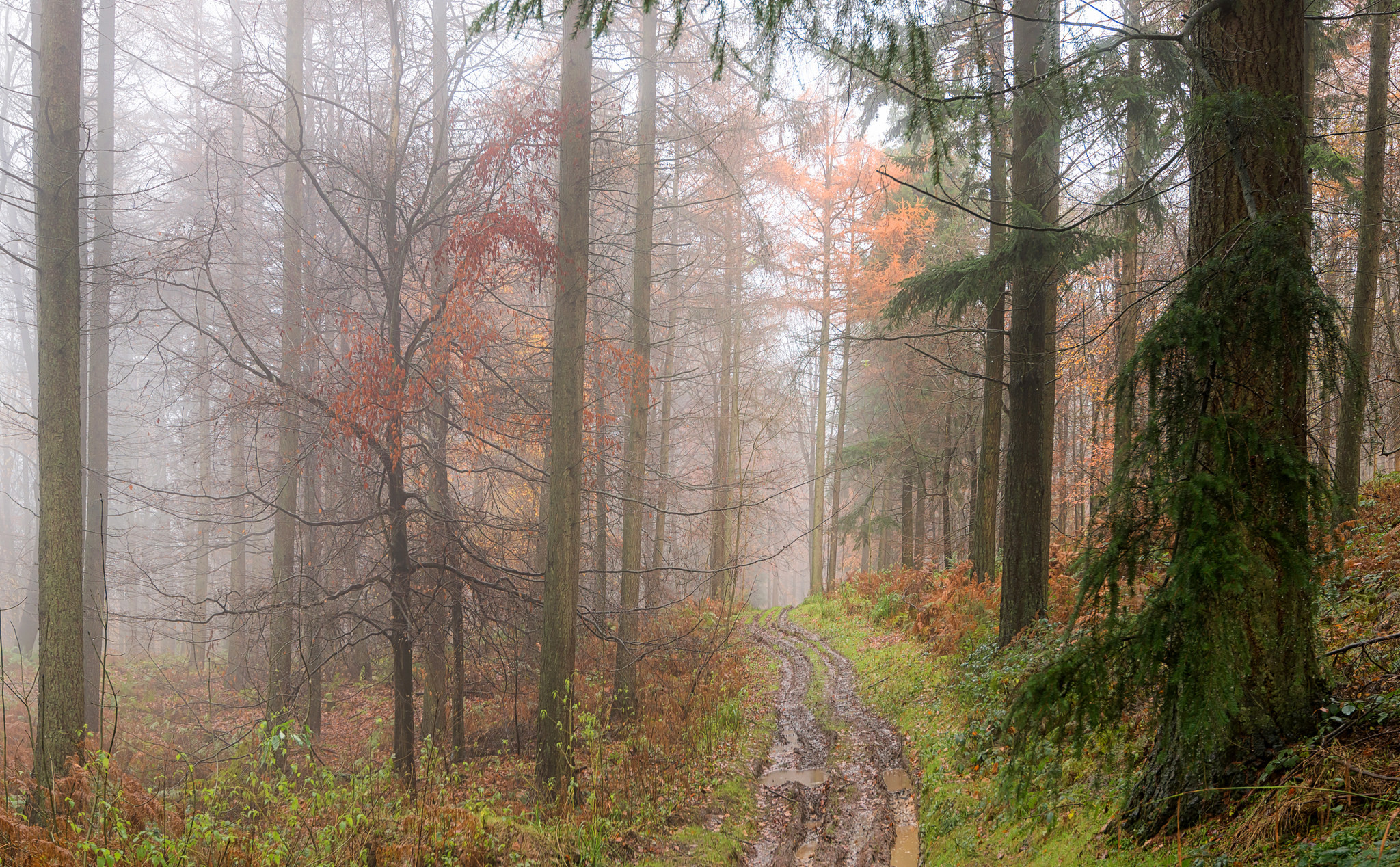 Image Fog Nature Roads Forests Trees 2048x1268