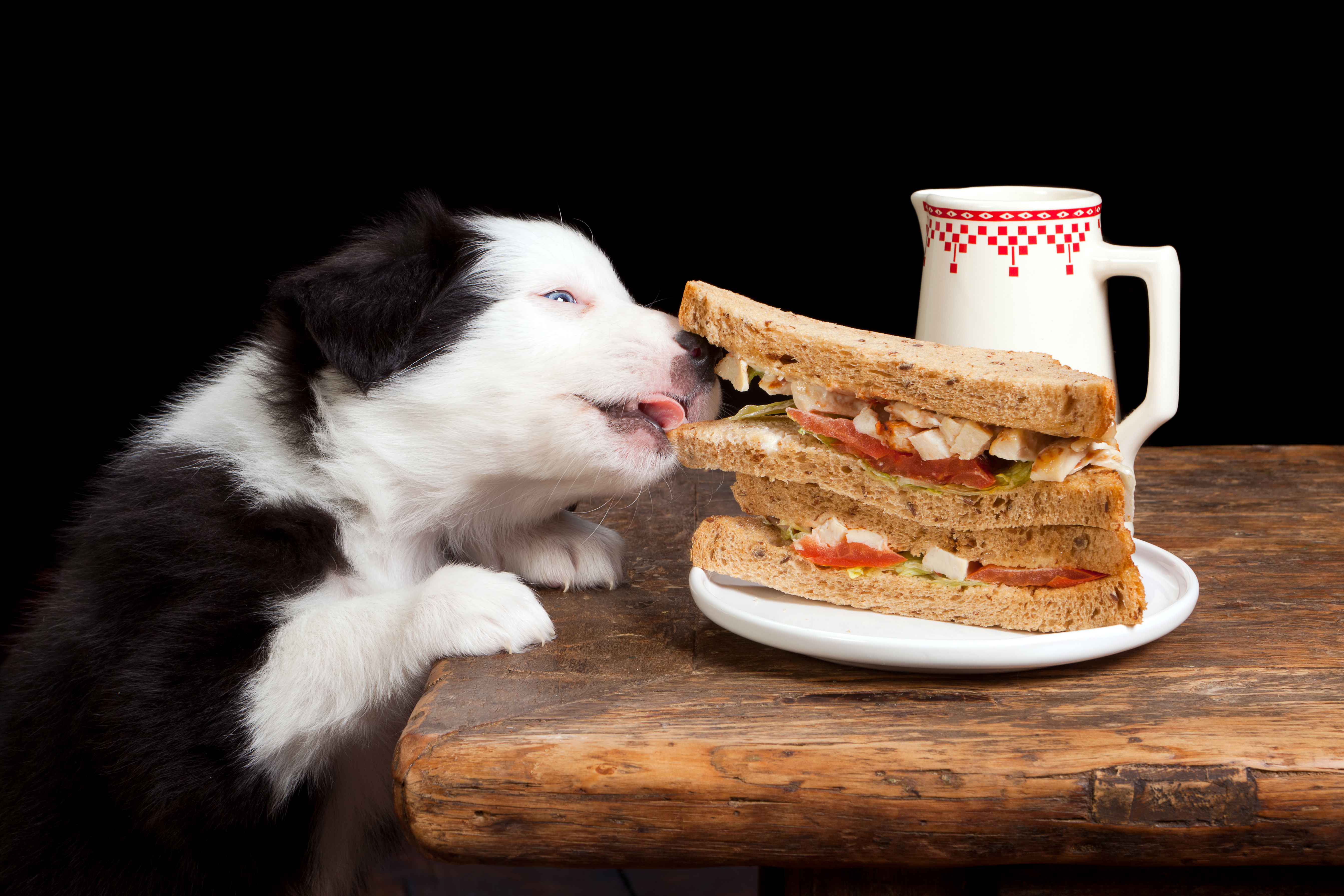 Животные с едой. Животные и еда. Собака ворует еду. Животные за едой. Собака на бутерброде.