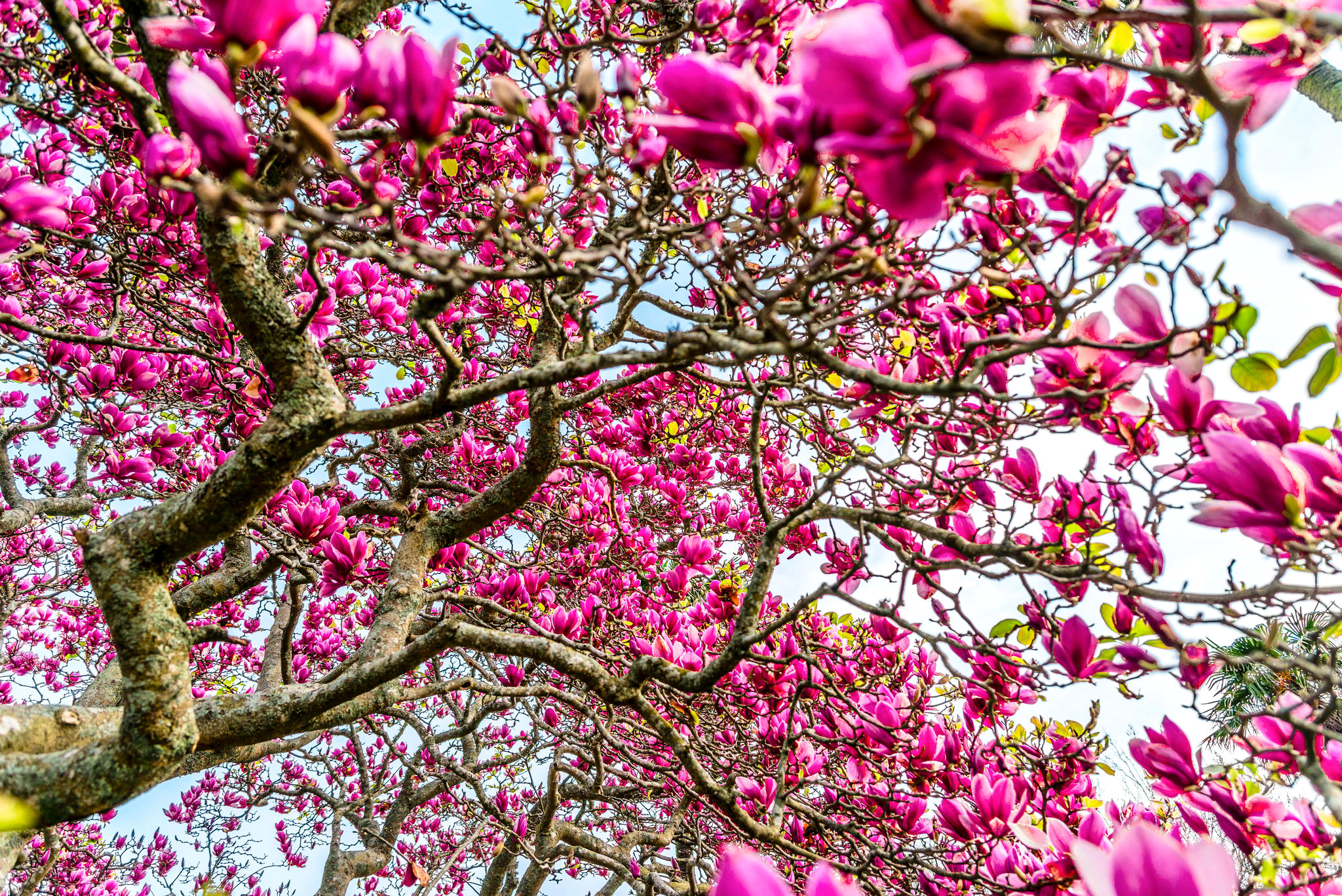 Fondos de Pantalla 2048x1367 Floración de árboles Magnolia Rama Rosa color  Flores descargar imagenes