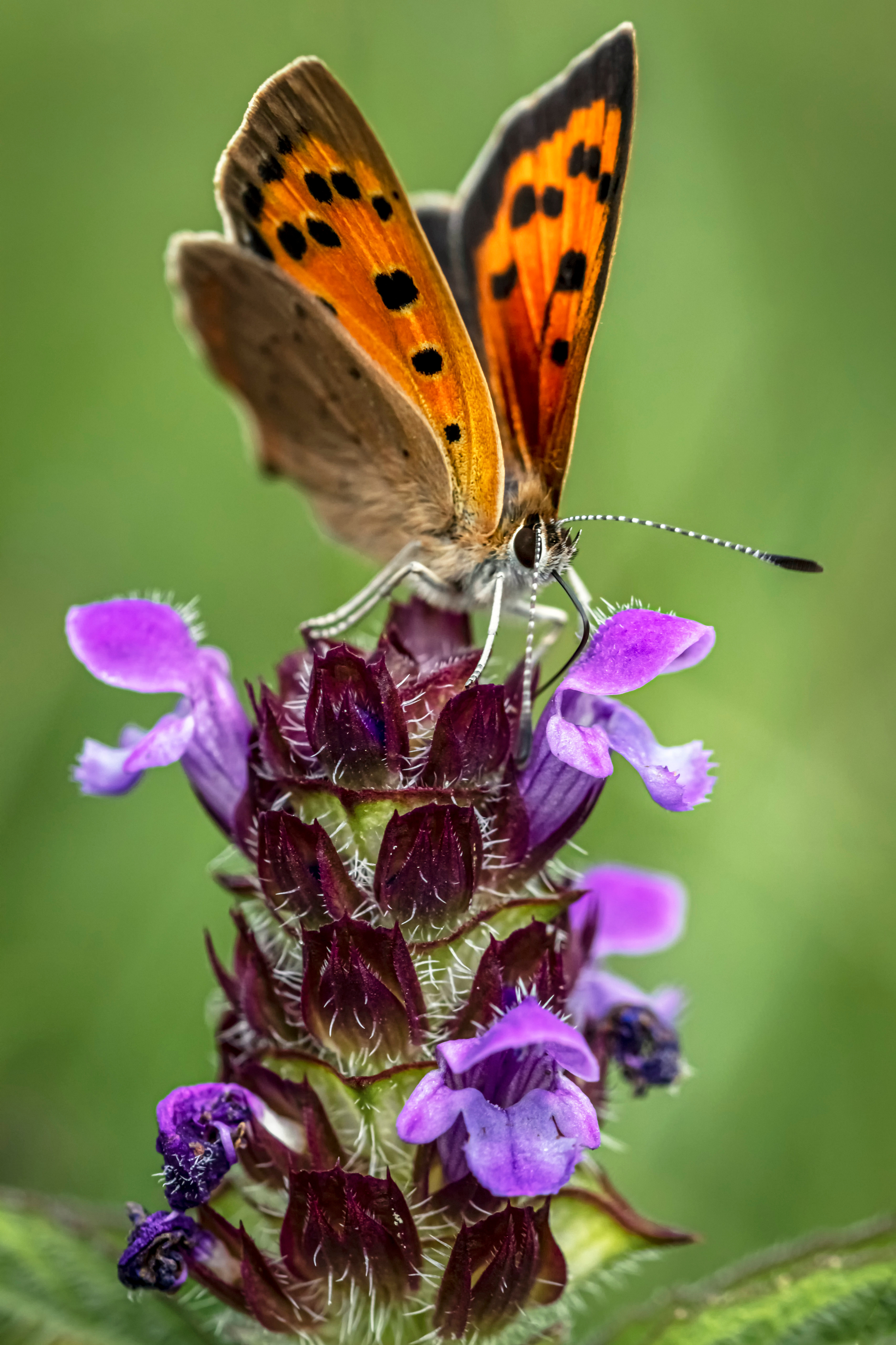 Afbeeldingen Vlinders Insecten small copper een dier van dichtbij  voor Mobiele telefoon vlinder Dieren Close-up