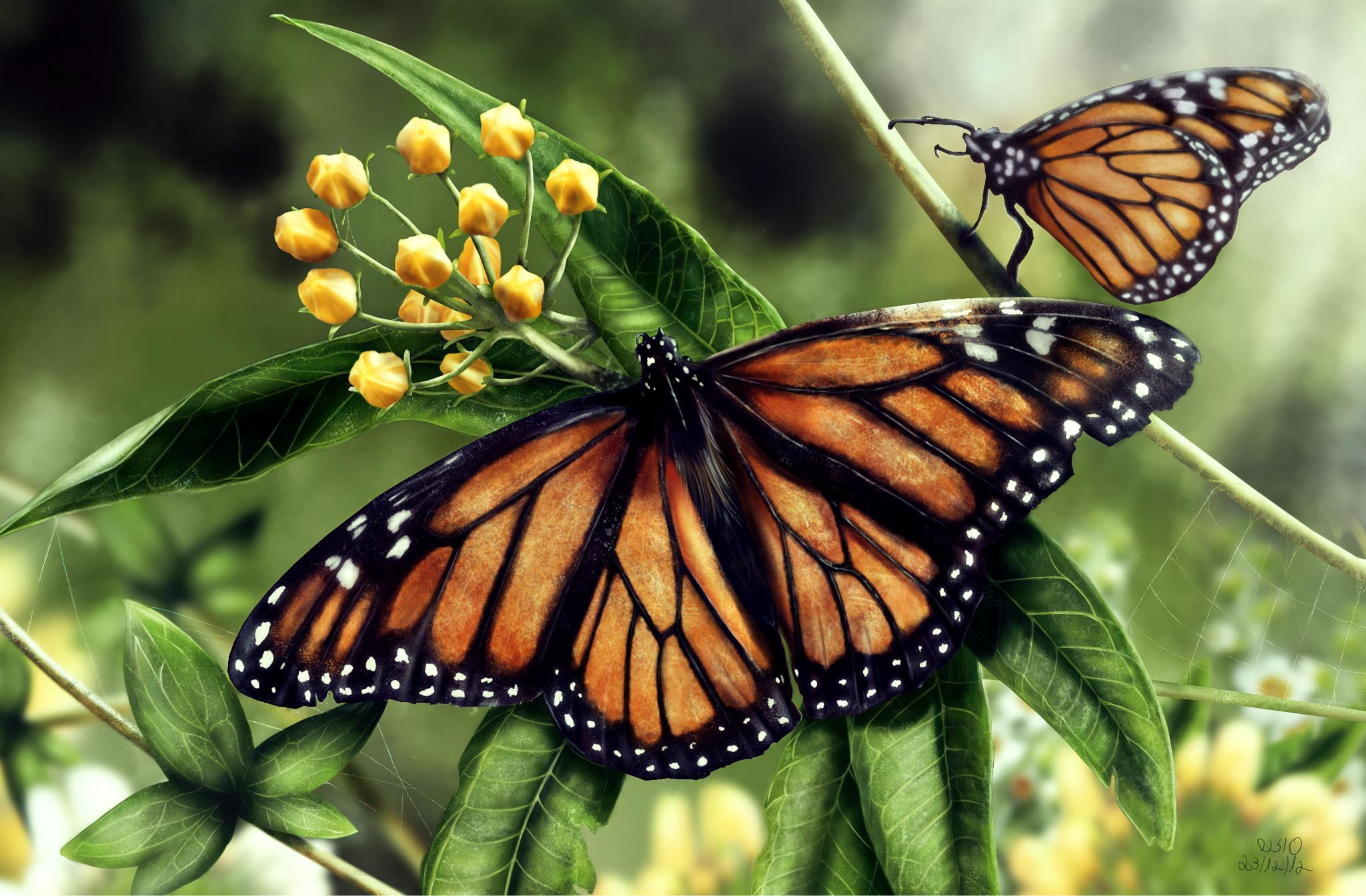 Fotos von Monarchfalter Insekten Schmetterlinge Zwei ein Tier Schmetterling 2 Tiere