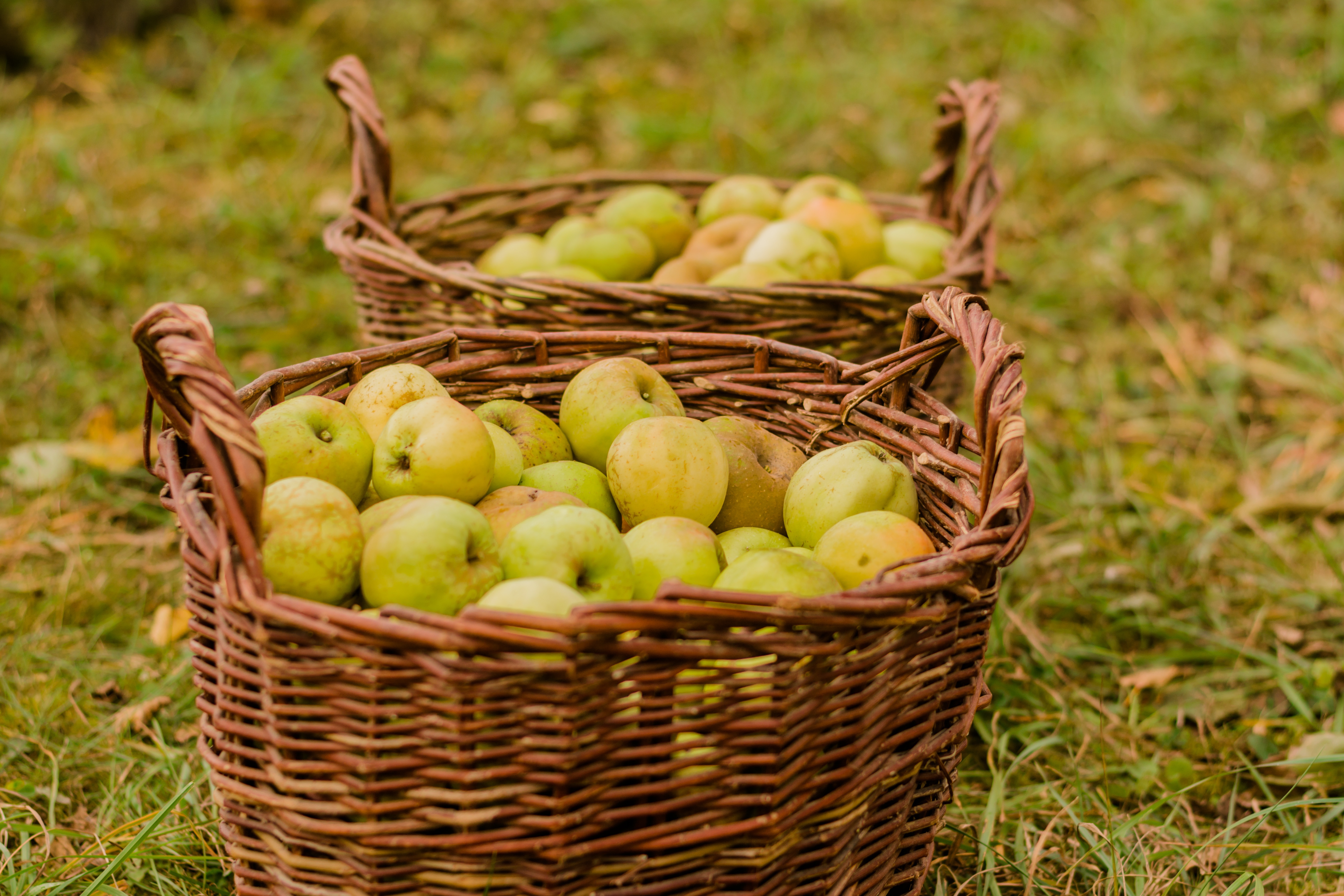 Пшеничные яблоком. Корзины с яблоками. Урожай яблок. Корзина с зелеными яблоками. Яблоки в корзинке осень.