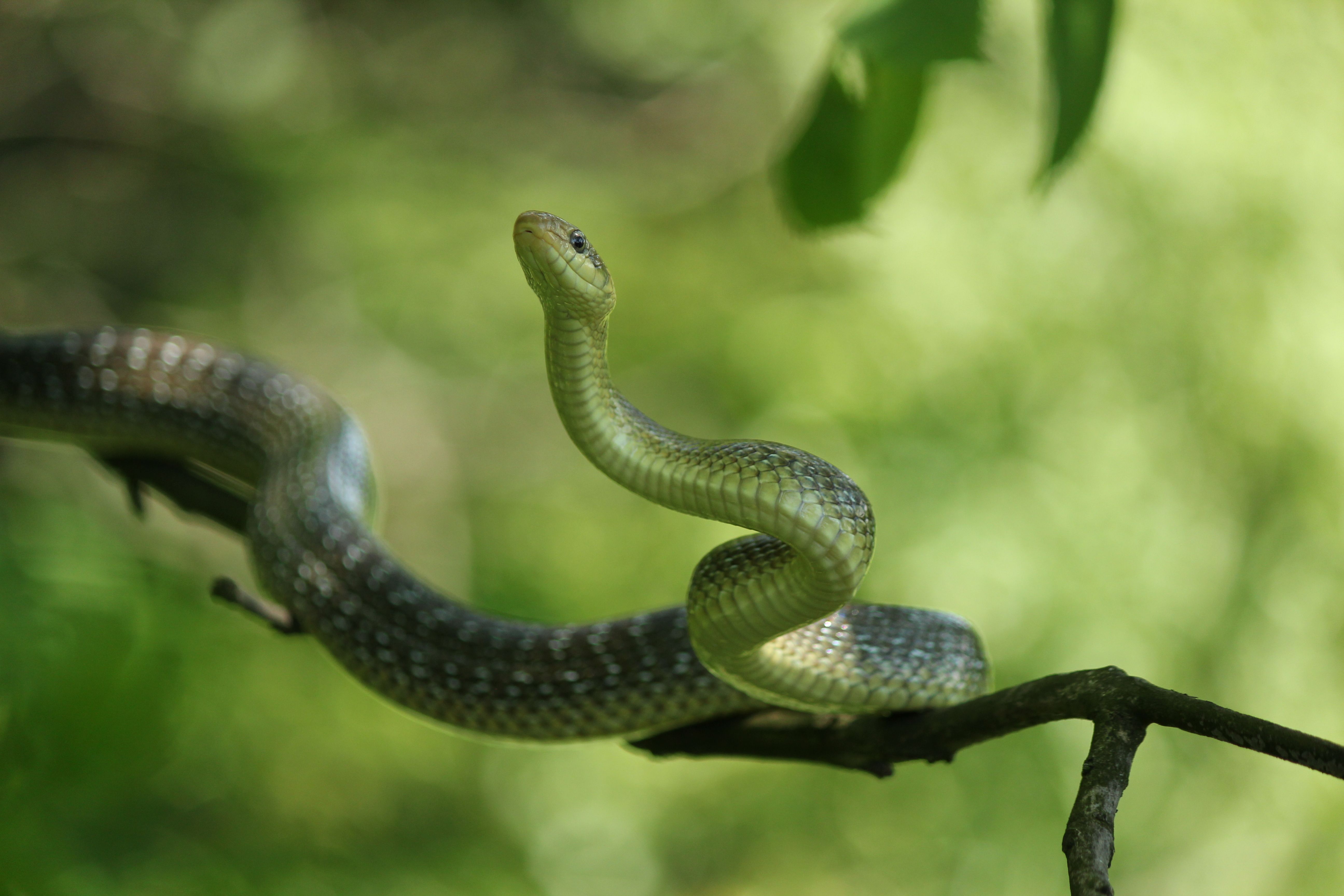 Snake. Змеи. Фото змей. Змея на ветке. Змеи на деревьях.