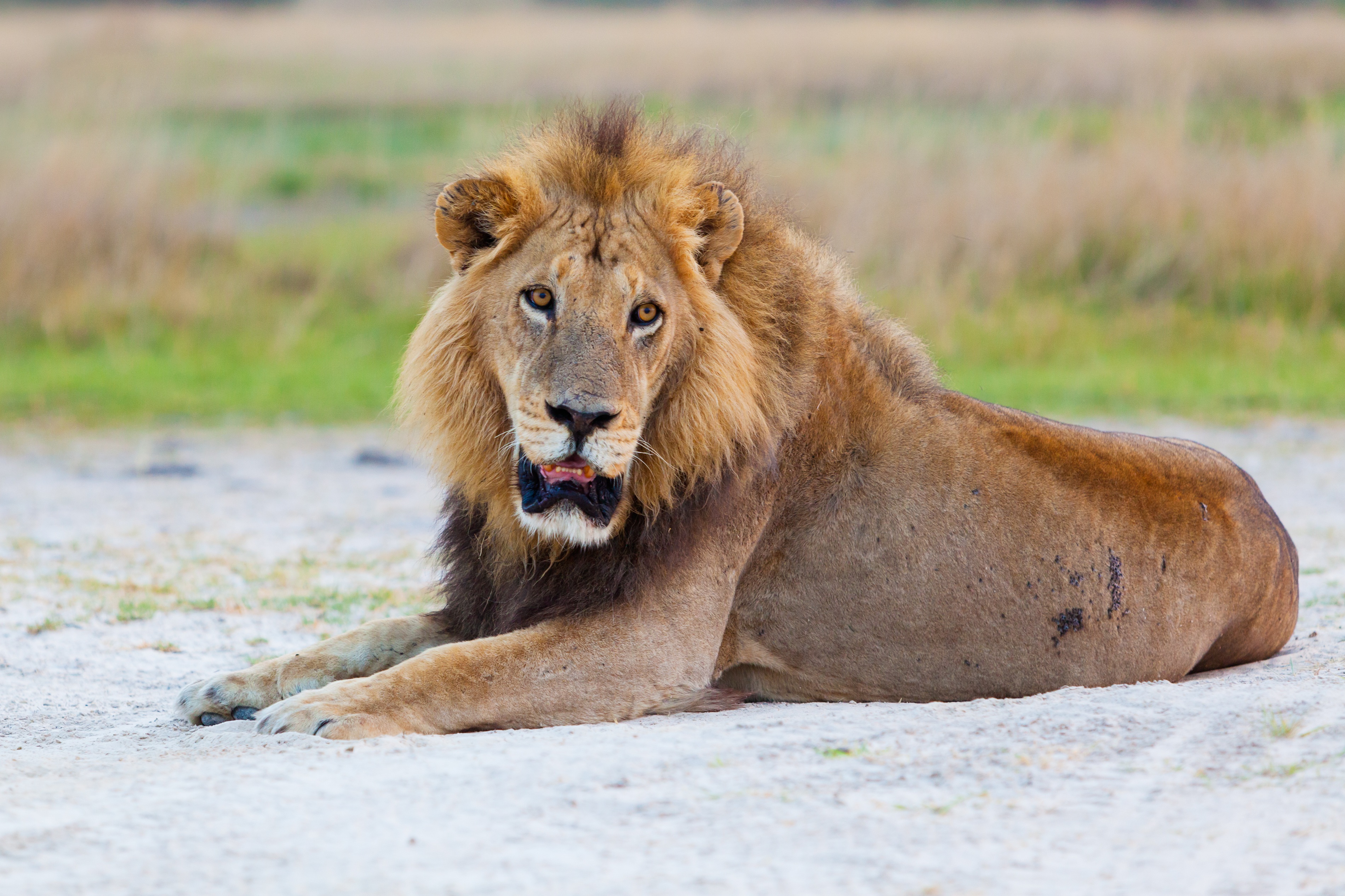 Bilder Löwen hinlegen Bokeh Blick Tiere 3800x2533 Löwe Liegt ruhen Liegen unscharfer Hintergrund Starren ein Tier