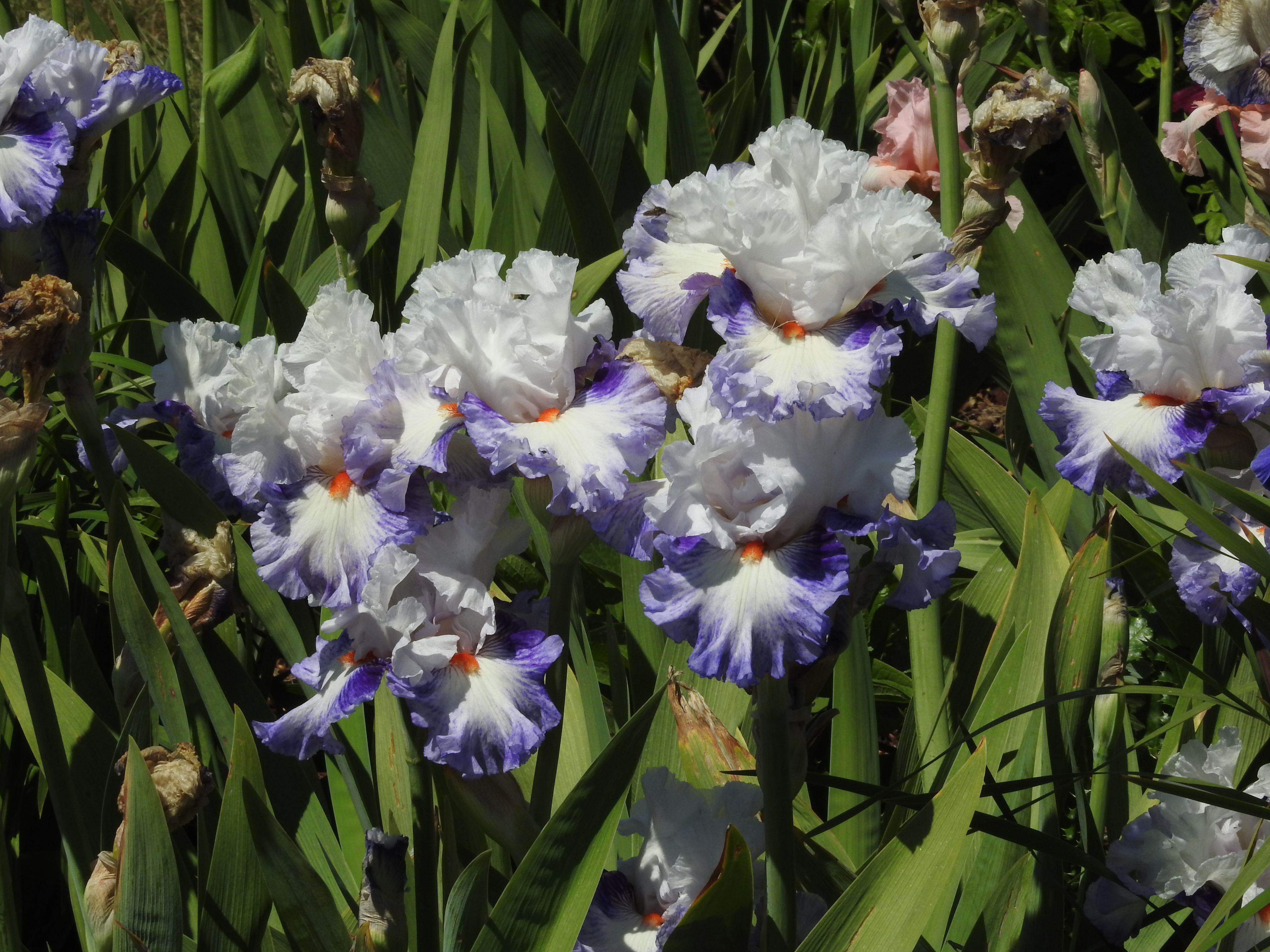 Les irises. Ирис infatuate. Ирис цветок. Ирис Полин. Ирис-э.