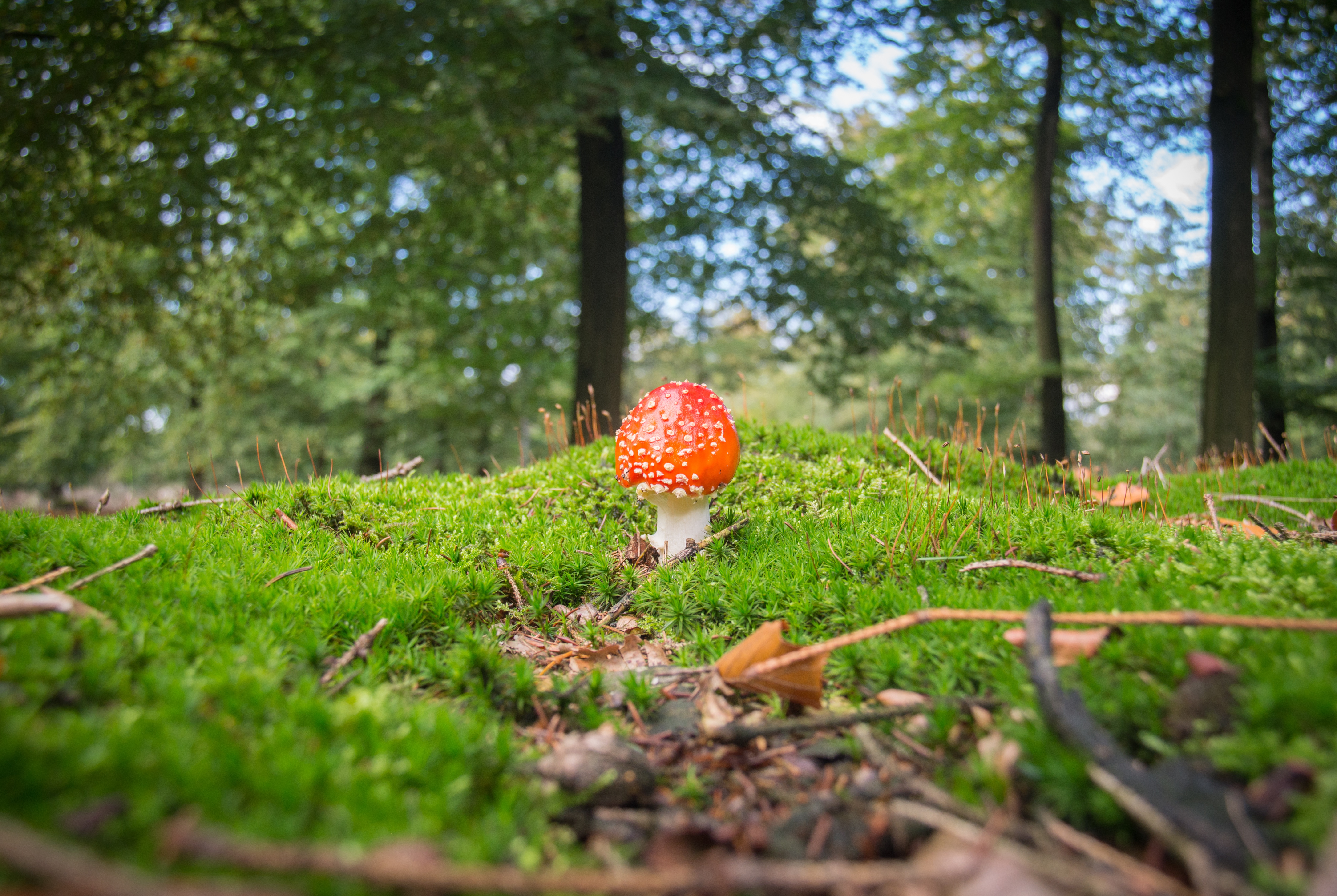 Мир природы грибы. Грибы в лесу. Мухомор в лесу. Мох в лесу. Лес грибы ягоды.