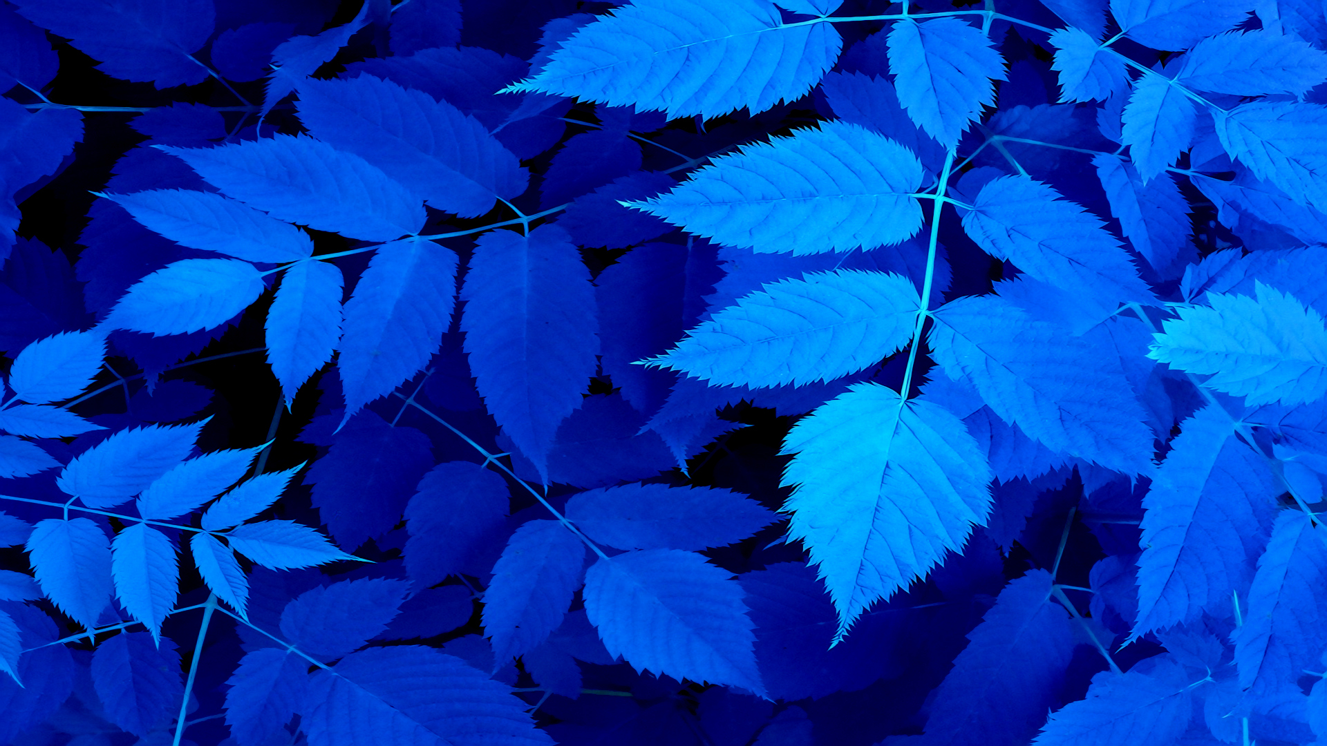 壁紙 19x1080 木の葉 枝 青 自然 ダウンロード 写真