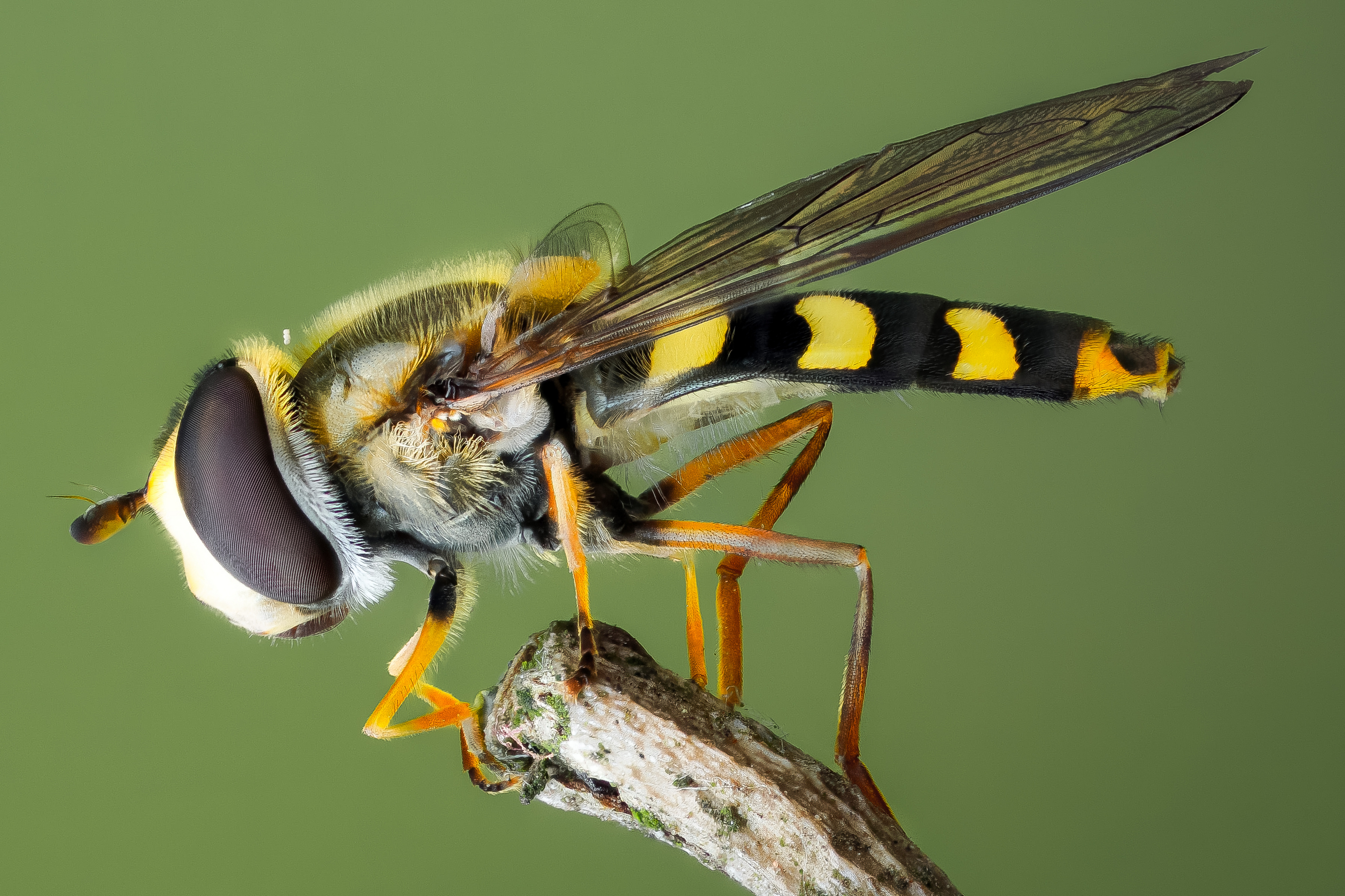 Foto's vlieg Insecten syrphidae een dier van dichtbij 3000x2000 Vliegen Dieren Close-up