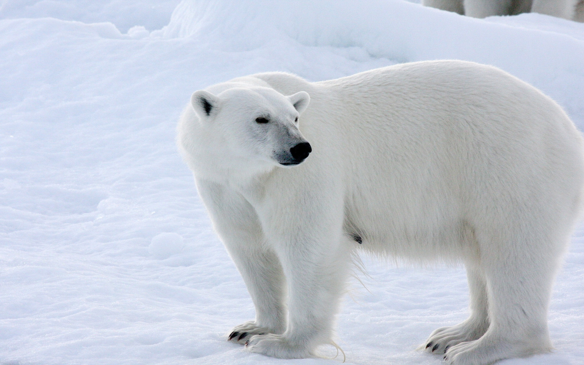 1920x1200 Osos Oso polar animales, un animal, un oso Animalia