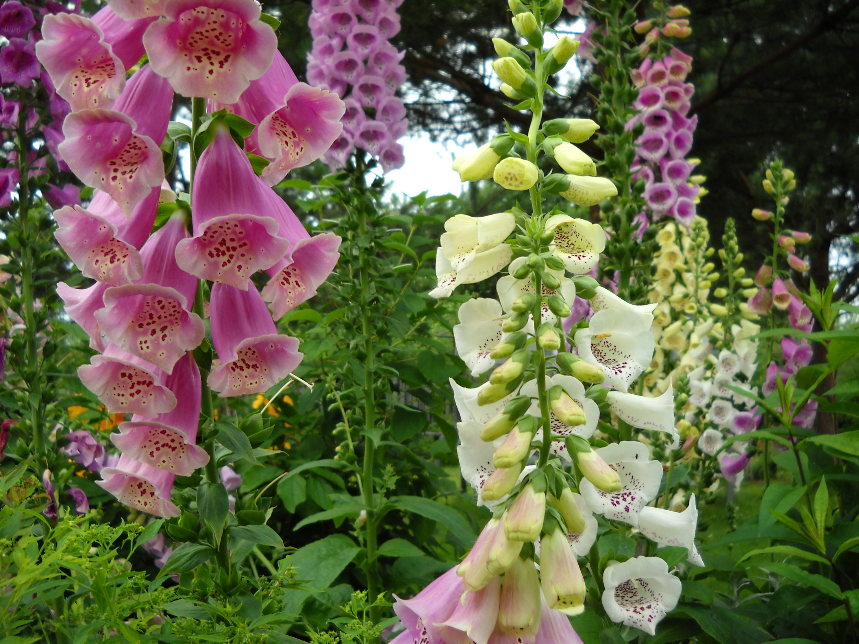 Wallpaper Flowers foxgloves 2972x2229