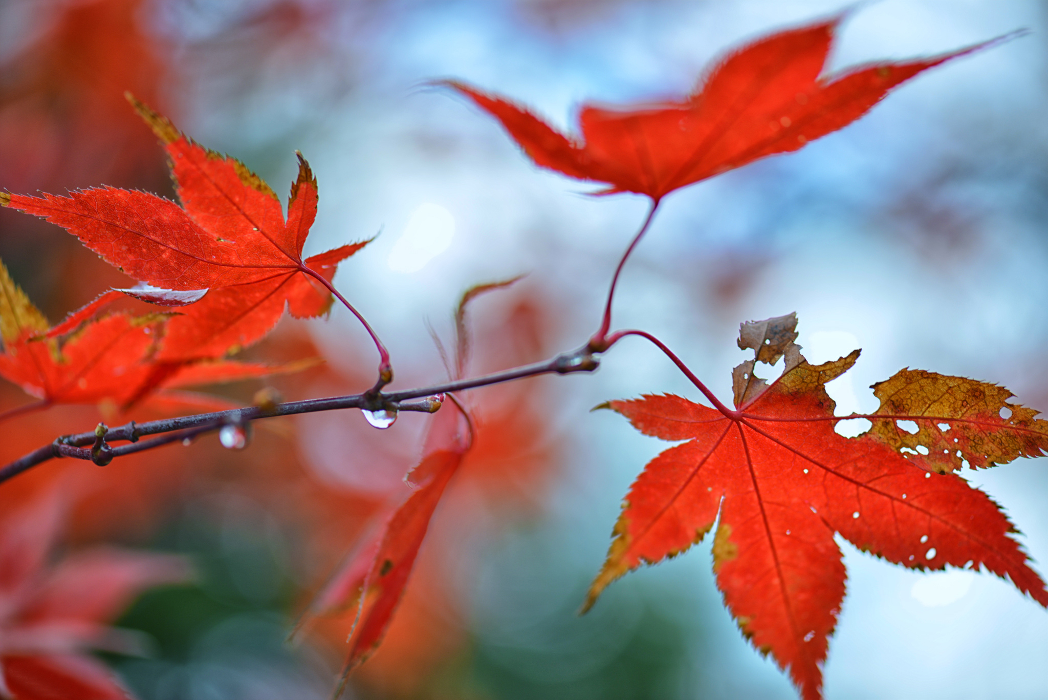Багряный сентябрь. Красивые листья. Осень. Осенняя ветка. Природа осень.