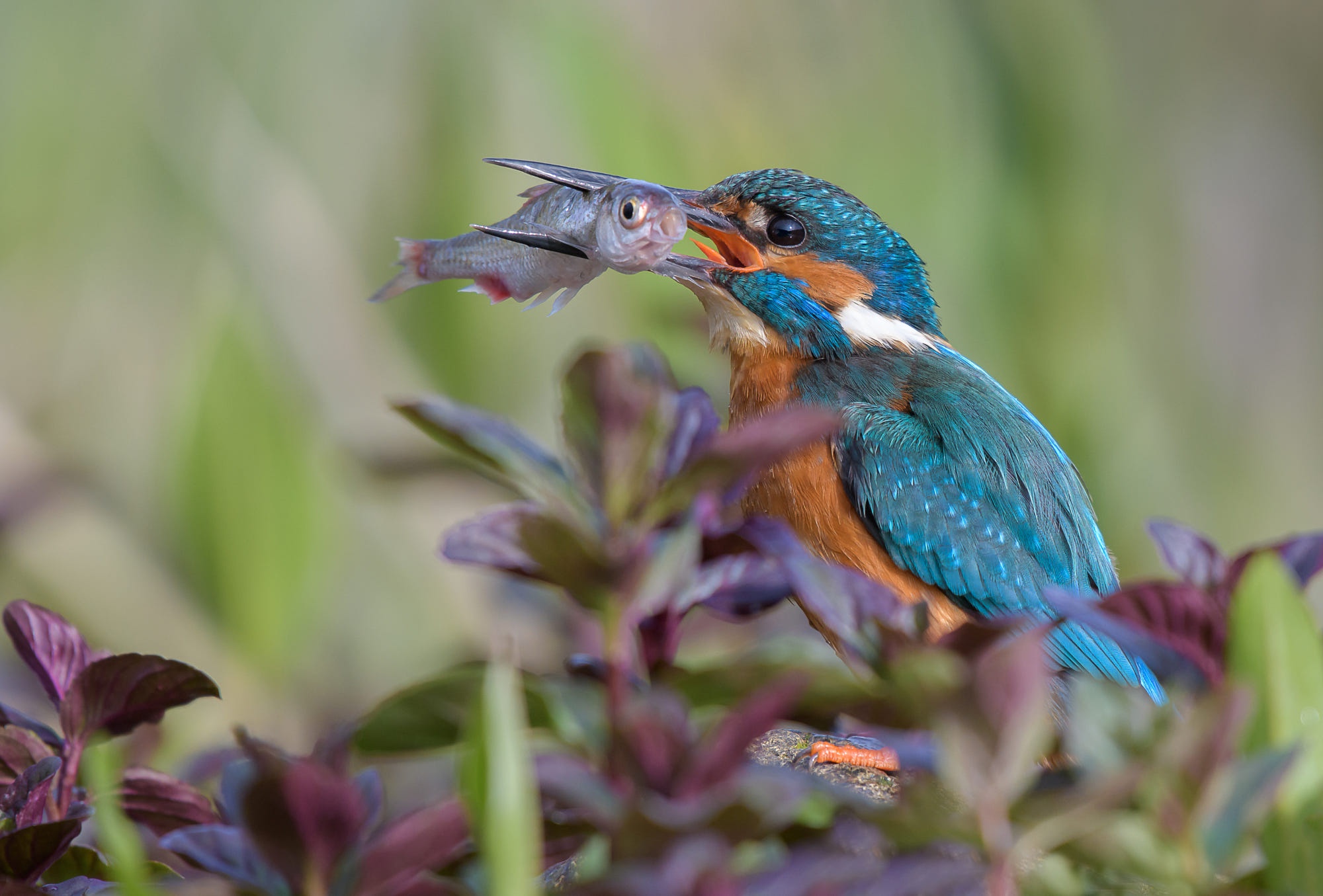 Pictures Common Kingfisher Birds hunt Fish - Food animal