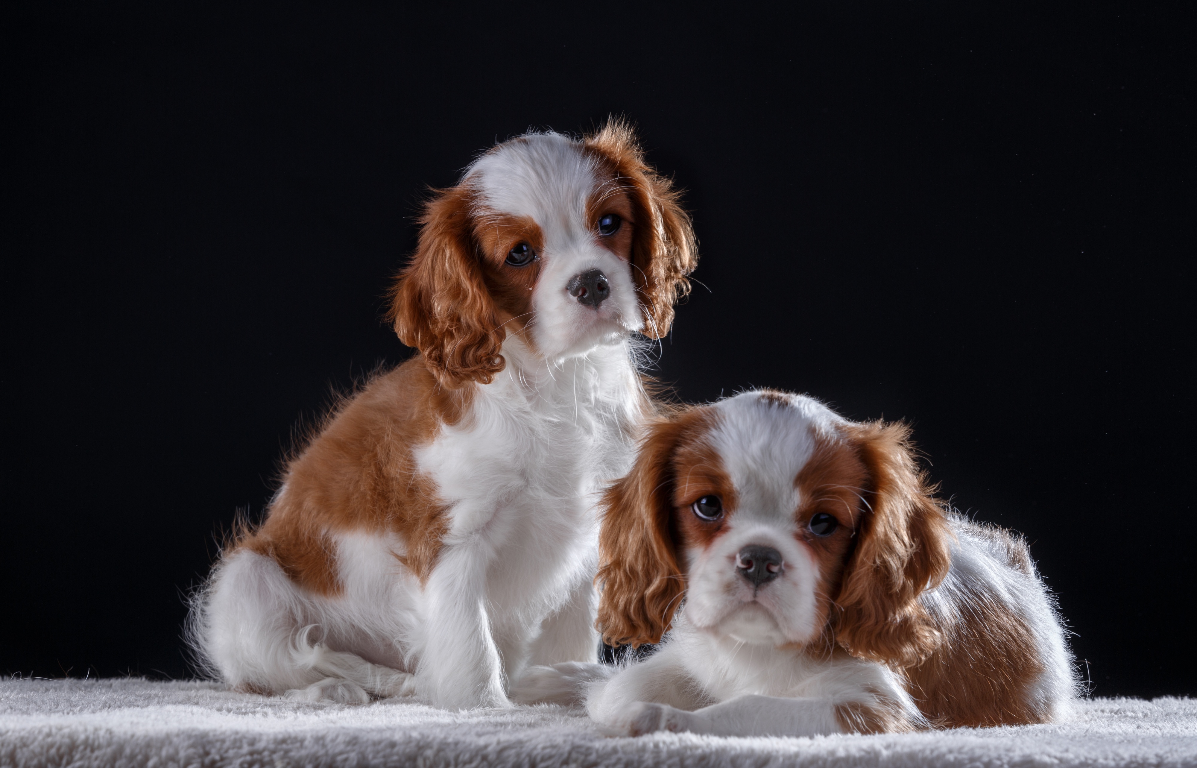 Photos King Charles Spaniel Dogs 2 animal 4000x2566