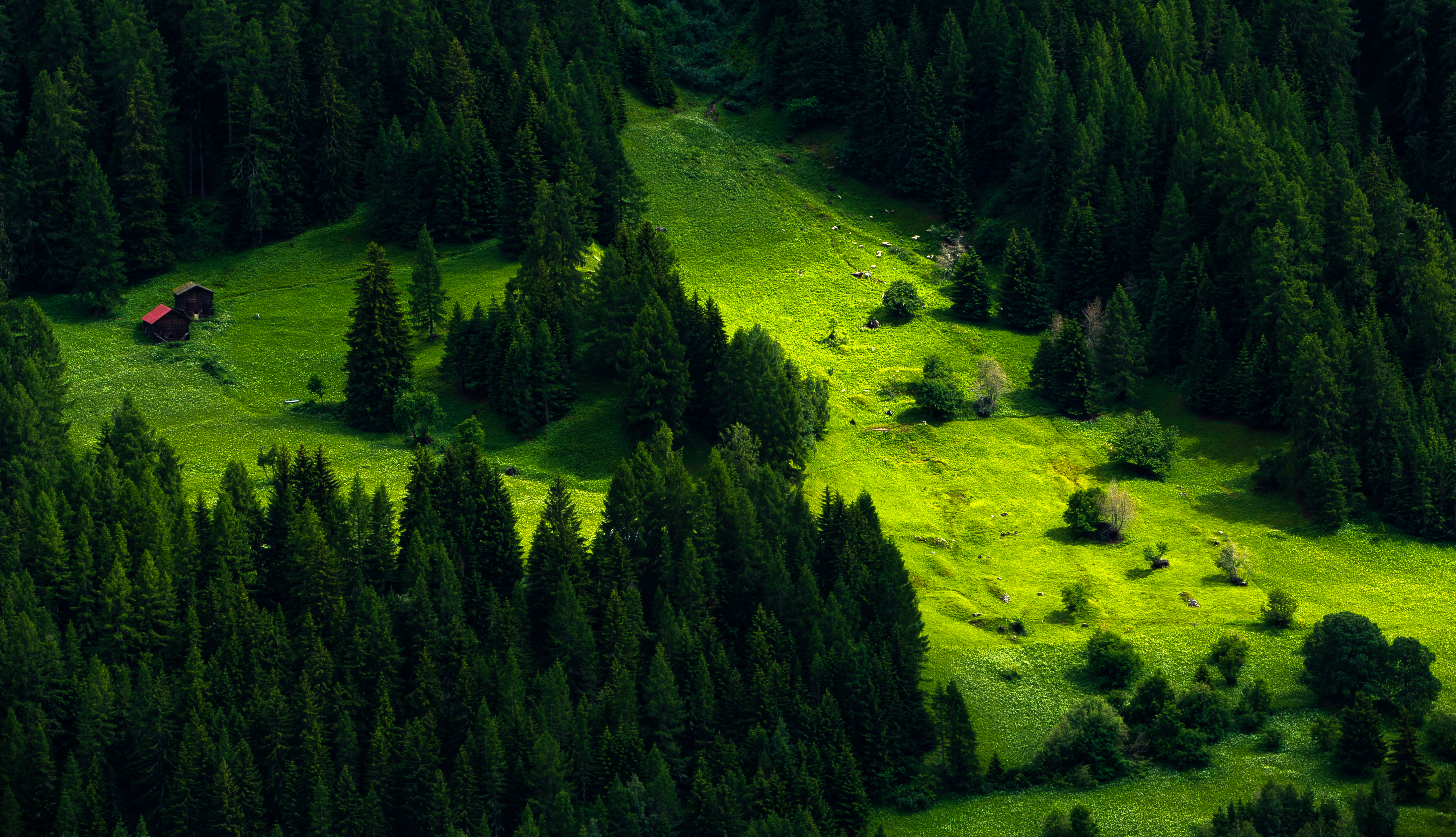 Les. Лесные ресурсы Швейцарии. Швейцария зеленая сосны. Швейцария лес. Еловый лес в Швейцарии.