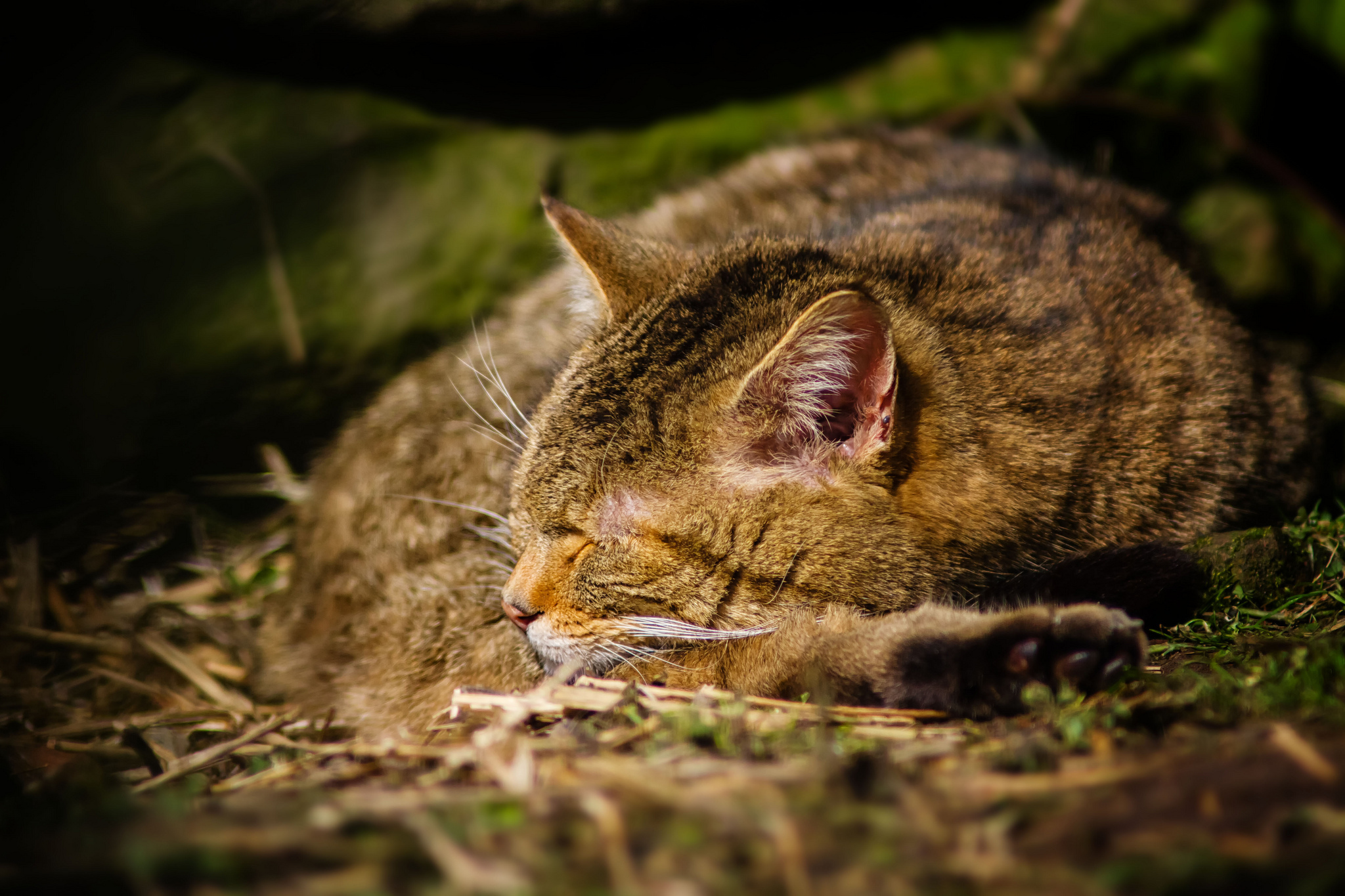 Дикие кошки сон. Спящий кот. Спящий кот на природе. Спящий дикий кот. Кот клубочком.