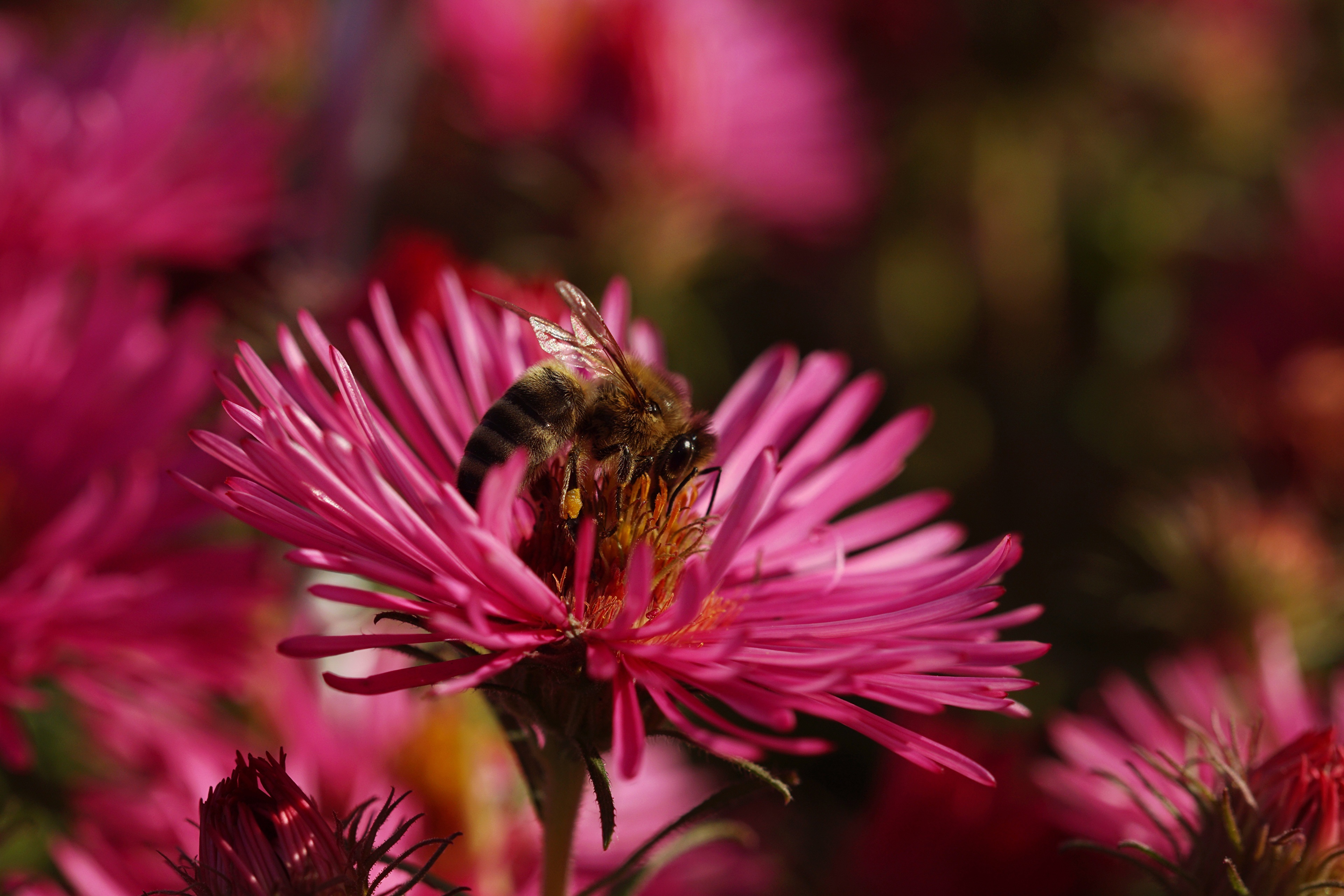 Photos Bees Insects animal Closeup 3840x2560 Animals