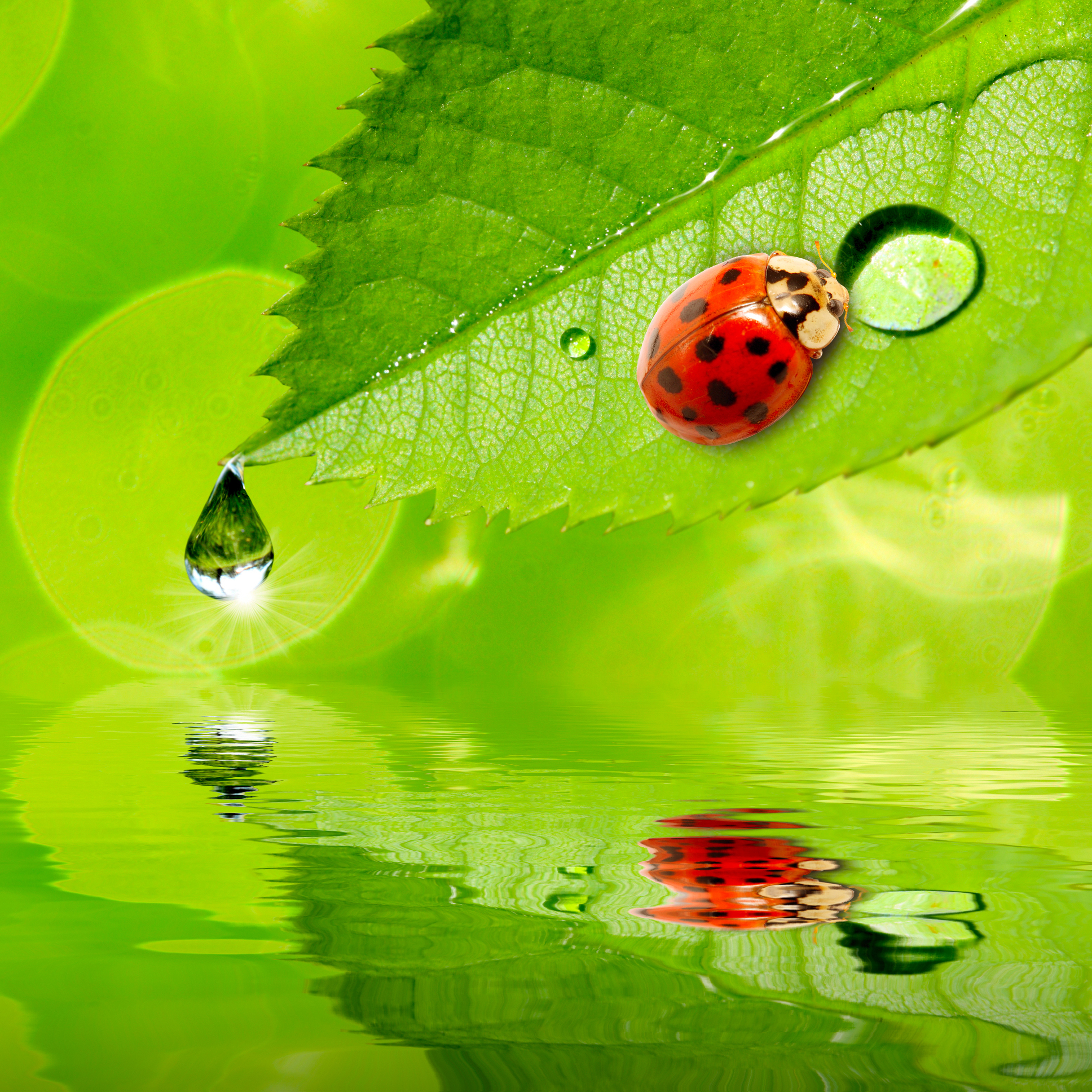 Photos Ladybird Leaf Drops Water Animals 4120x4120 Ladybugs Lady beetle Coccinellidae Foliage animal
