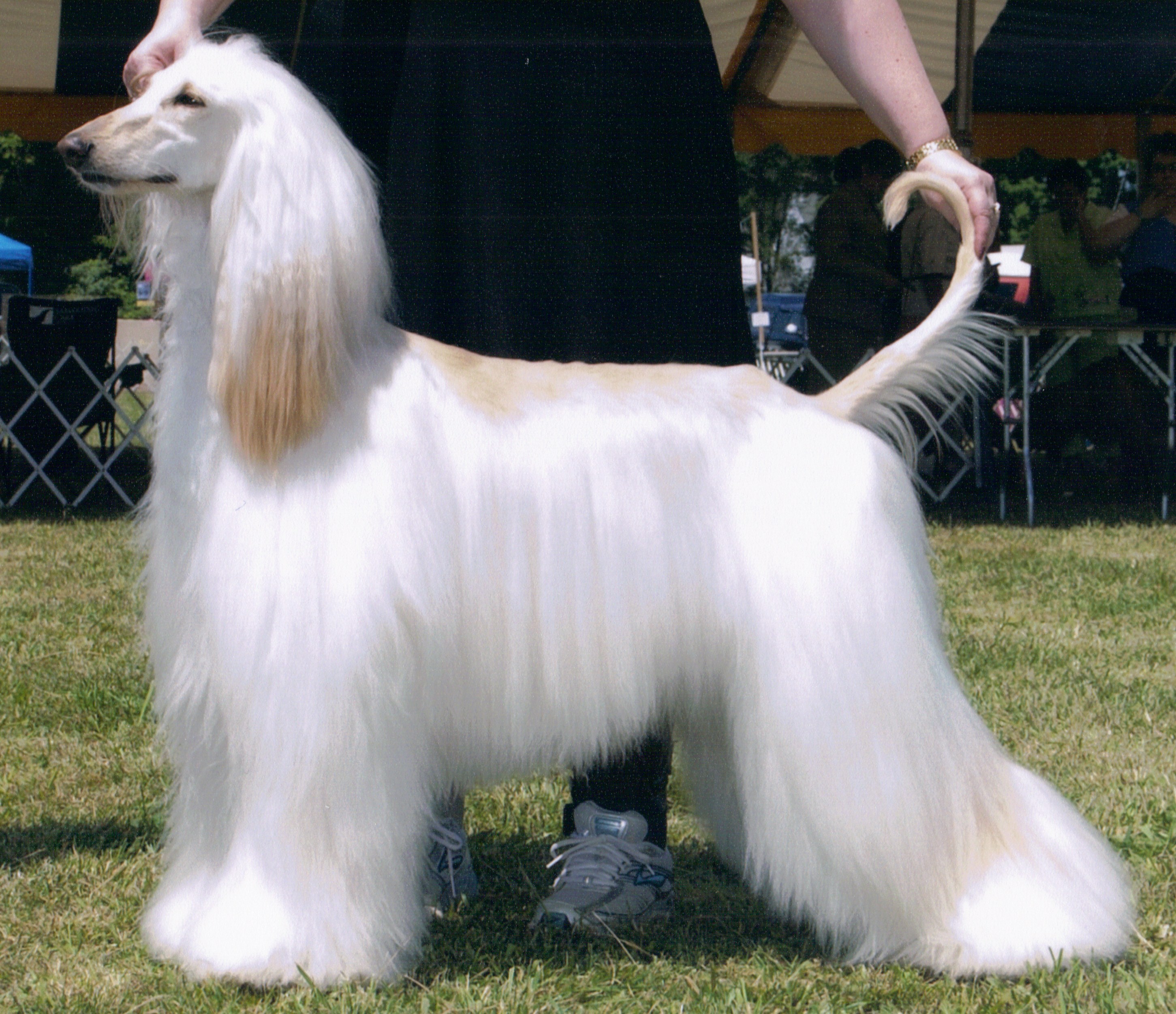Длинная шерсть на хвосте. Афганская борзая белая. Афганская борзая длинношерстная. Афганска яборзщая белая. Афганская борзая белая собака.