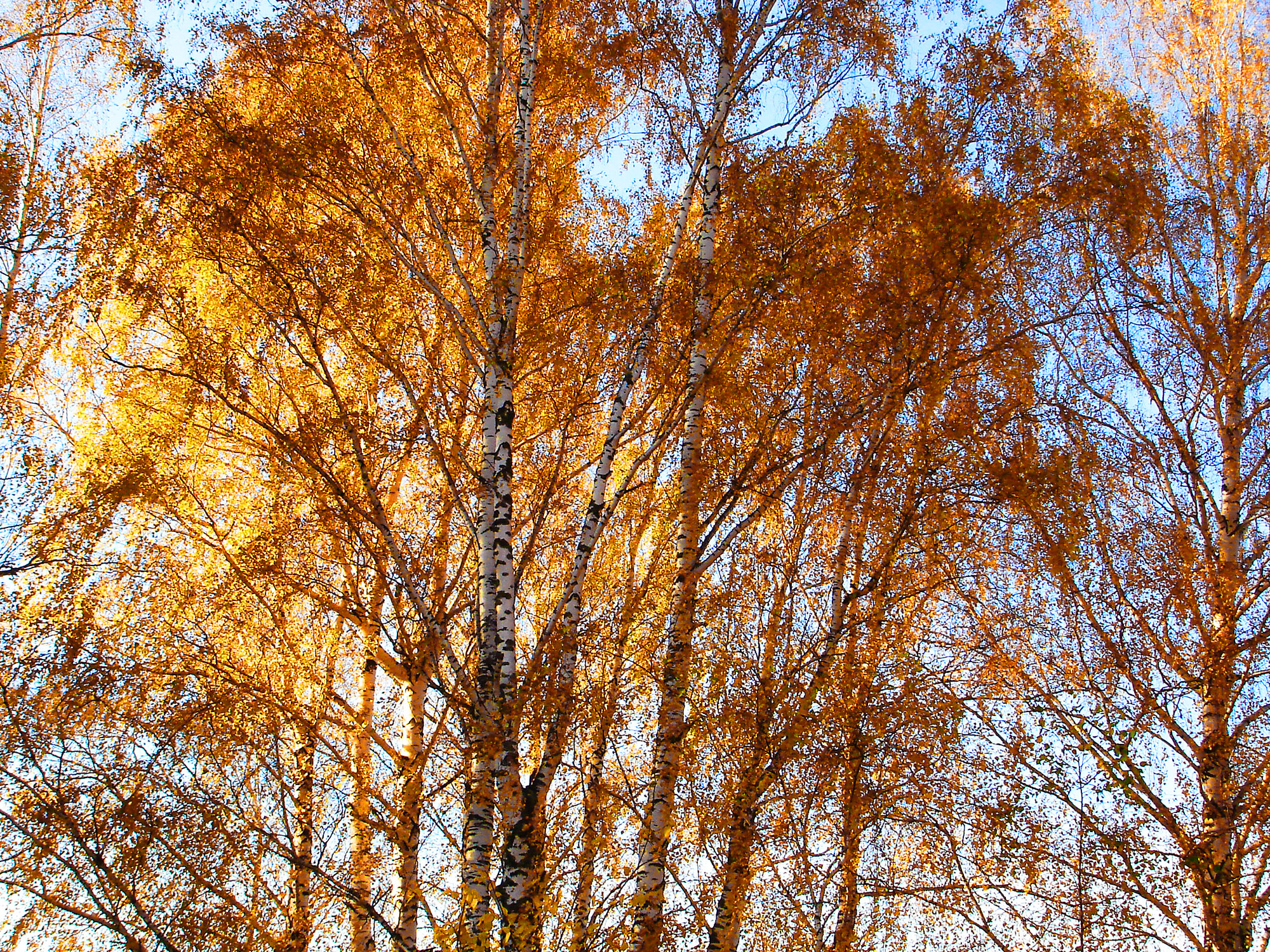 Золотая береза дерево. Карельская береза осенью. Осеннее дерево береза. Осенняя Березка. Береза осень.