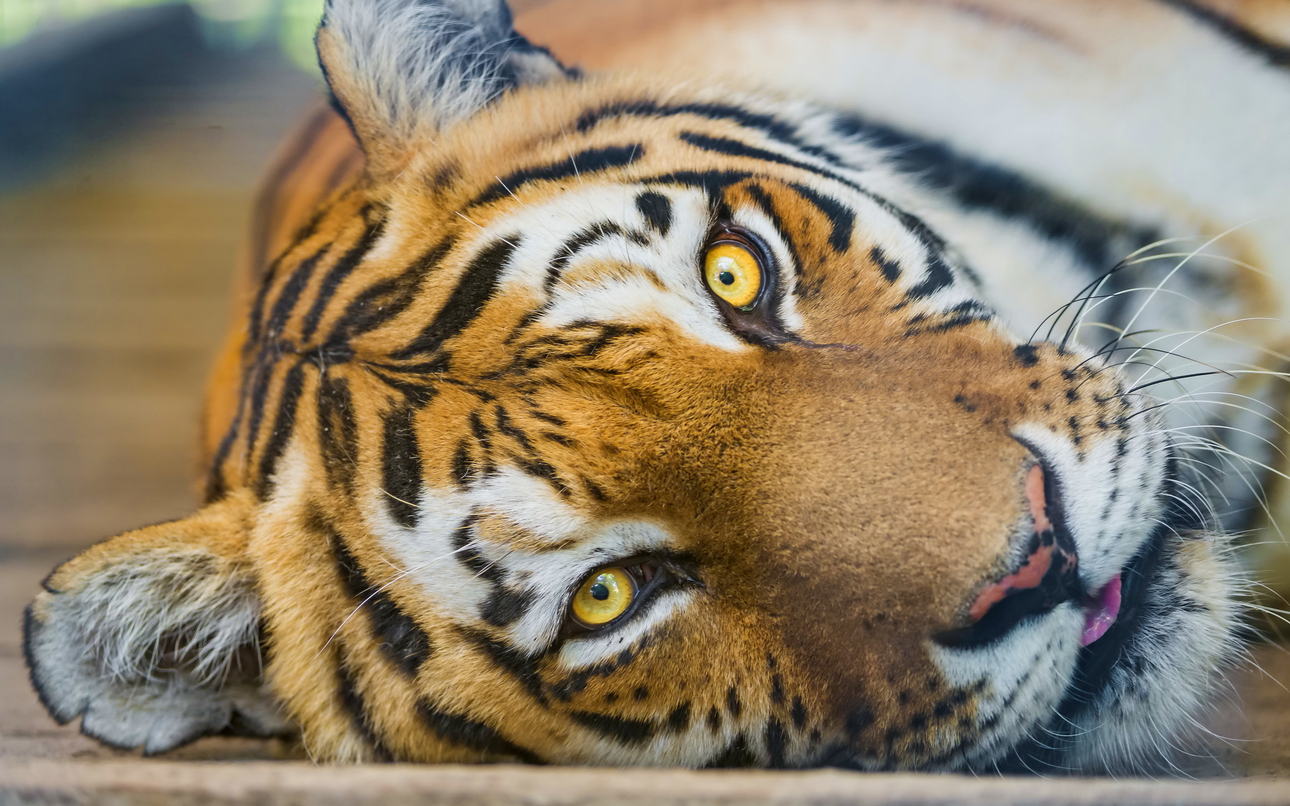 Bakgrunnsbilder til skrivebordet Tigre Dyr Blikk 2560x1600 tiger ser