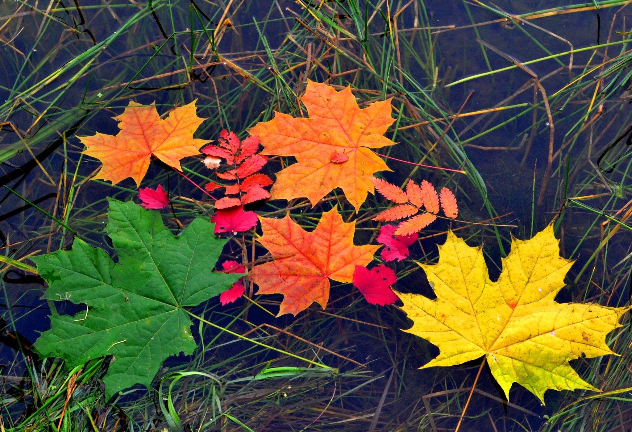 Цвет листа клена осенью. Осенние листья. Разноцветные листья. Кленовый лист. Разноцветные кленовые листья.