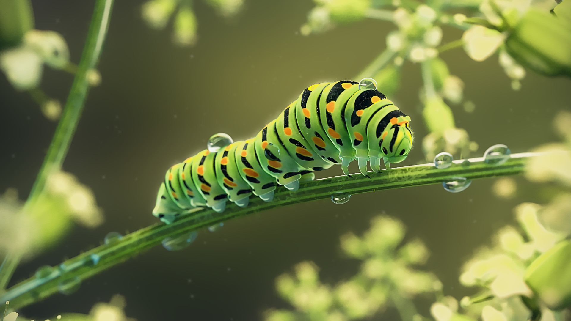Wallpaper Caterpillars animal Closeup Painting Art Animals