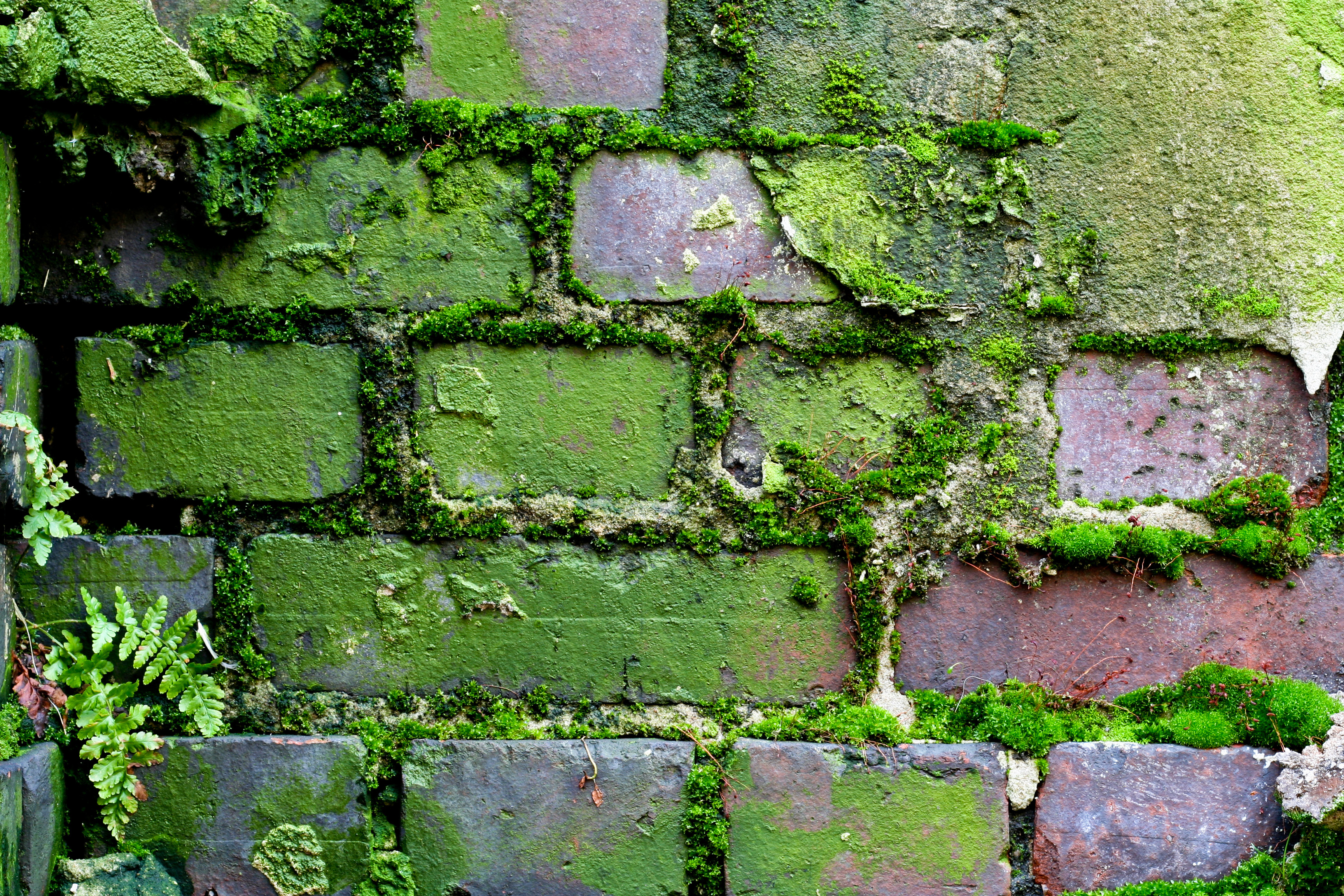 В заросшей плющом каменной. Мох на кирпичной стене. Мох на здании. Зеленая кирпичная стена. Текстура старого кирпича.