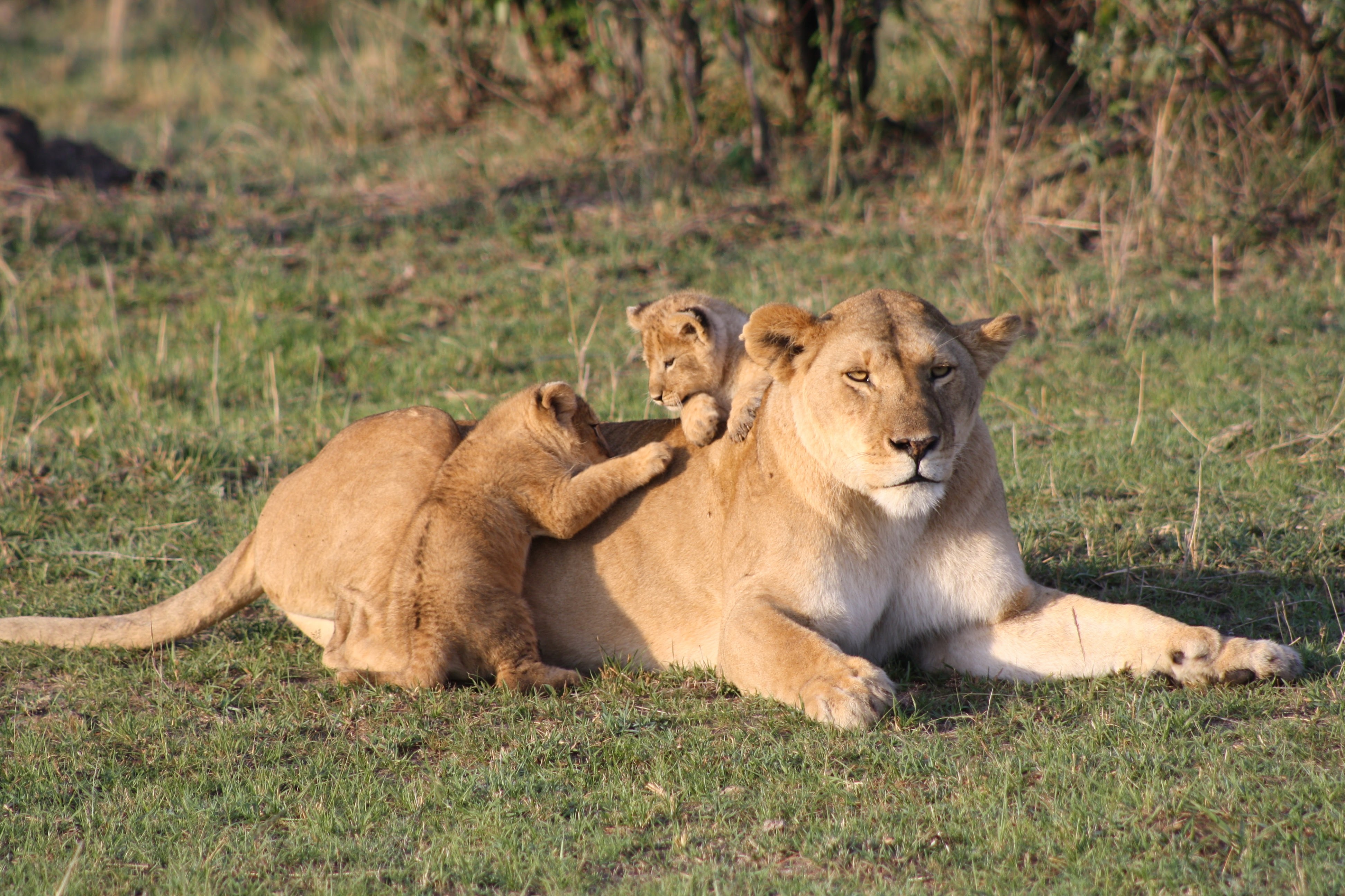 壁紙 38x2592 ライオン 若い動物 Kenya 草 横になる 三 3 肉球 動物 ダウンロード 写真