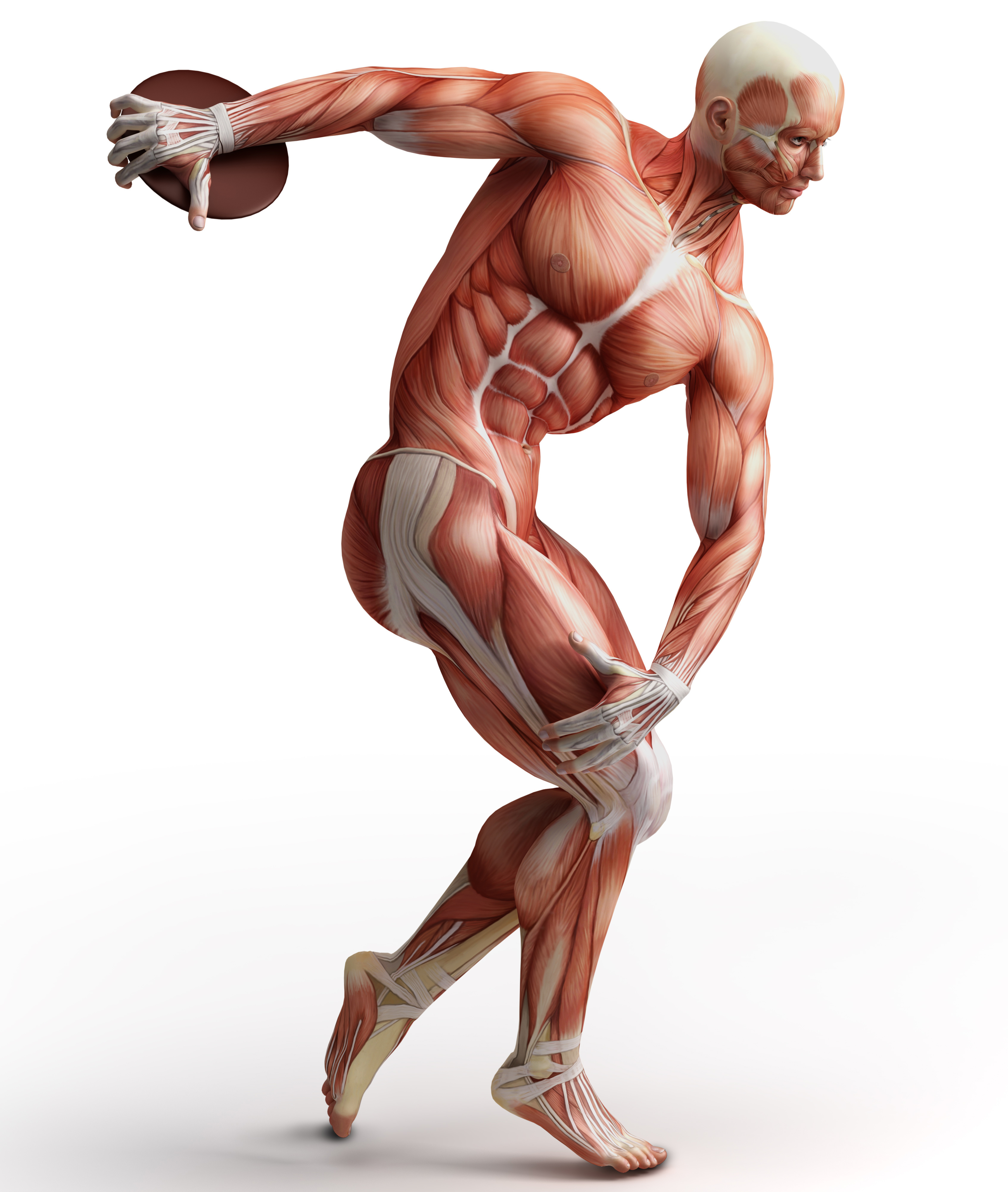Мышечная анатомия человека