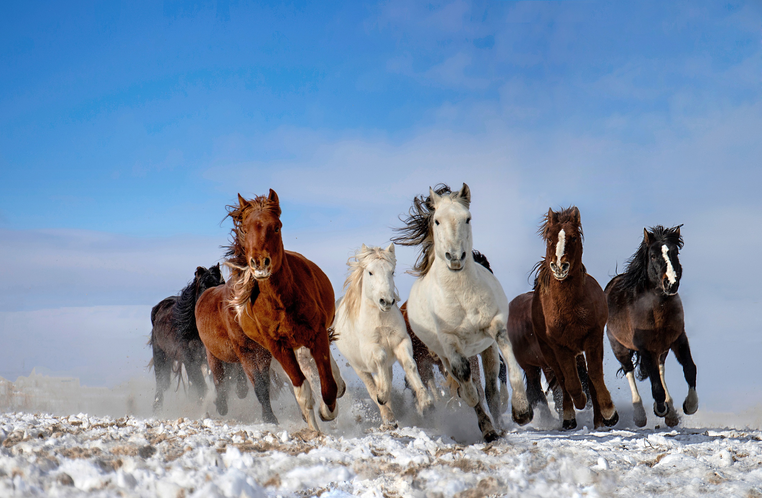 Horse video. Чылгычынын сумези. Чылгычынын сеткили. Стадо лошадей. Табун лошадей.