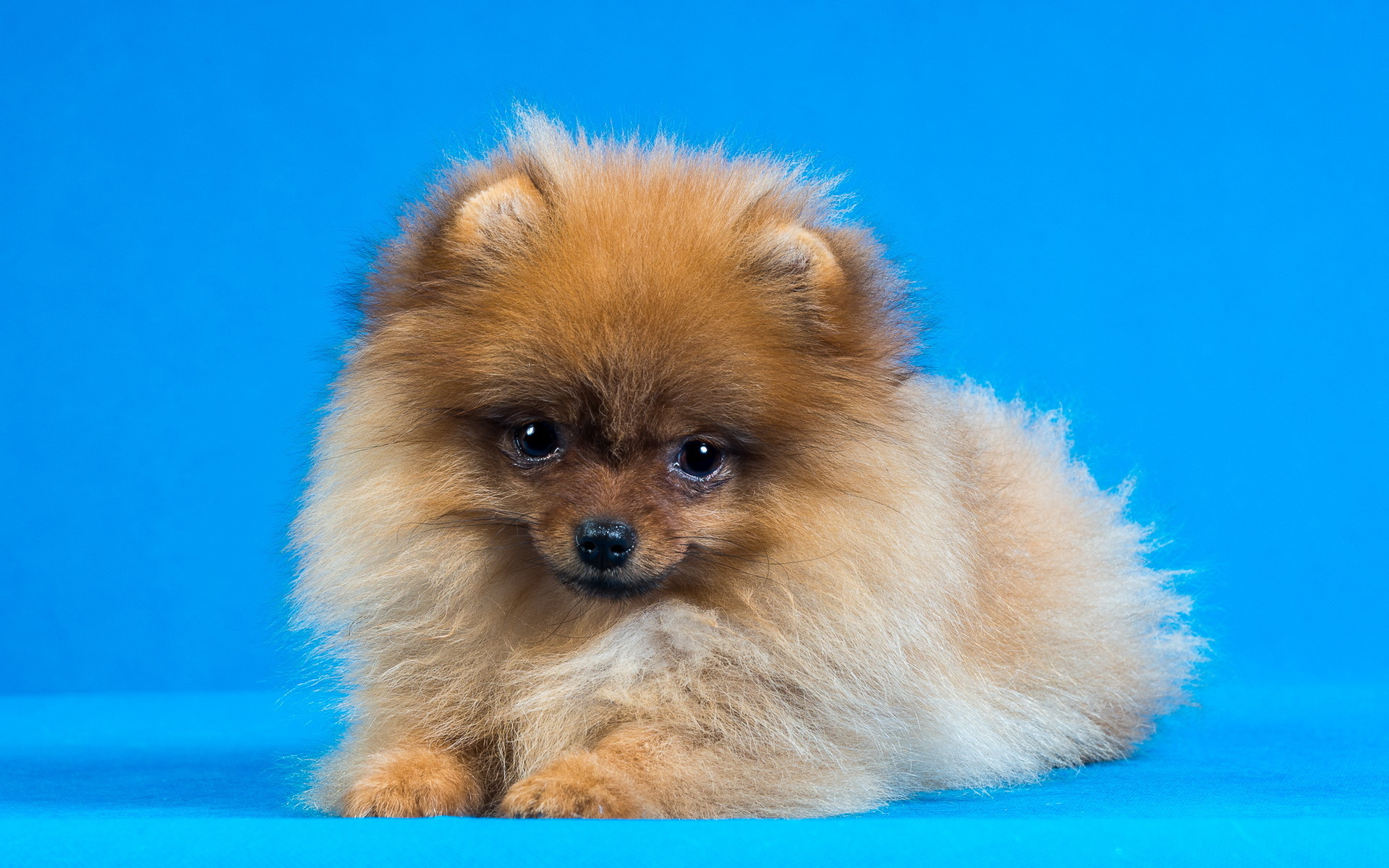 Fotos von Spitz hund flauschiger Tiere Starren Hunde Flaumig Flauschige Blick ein Tier