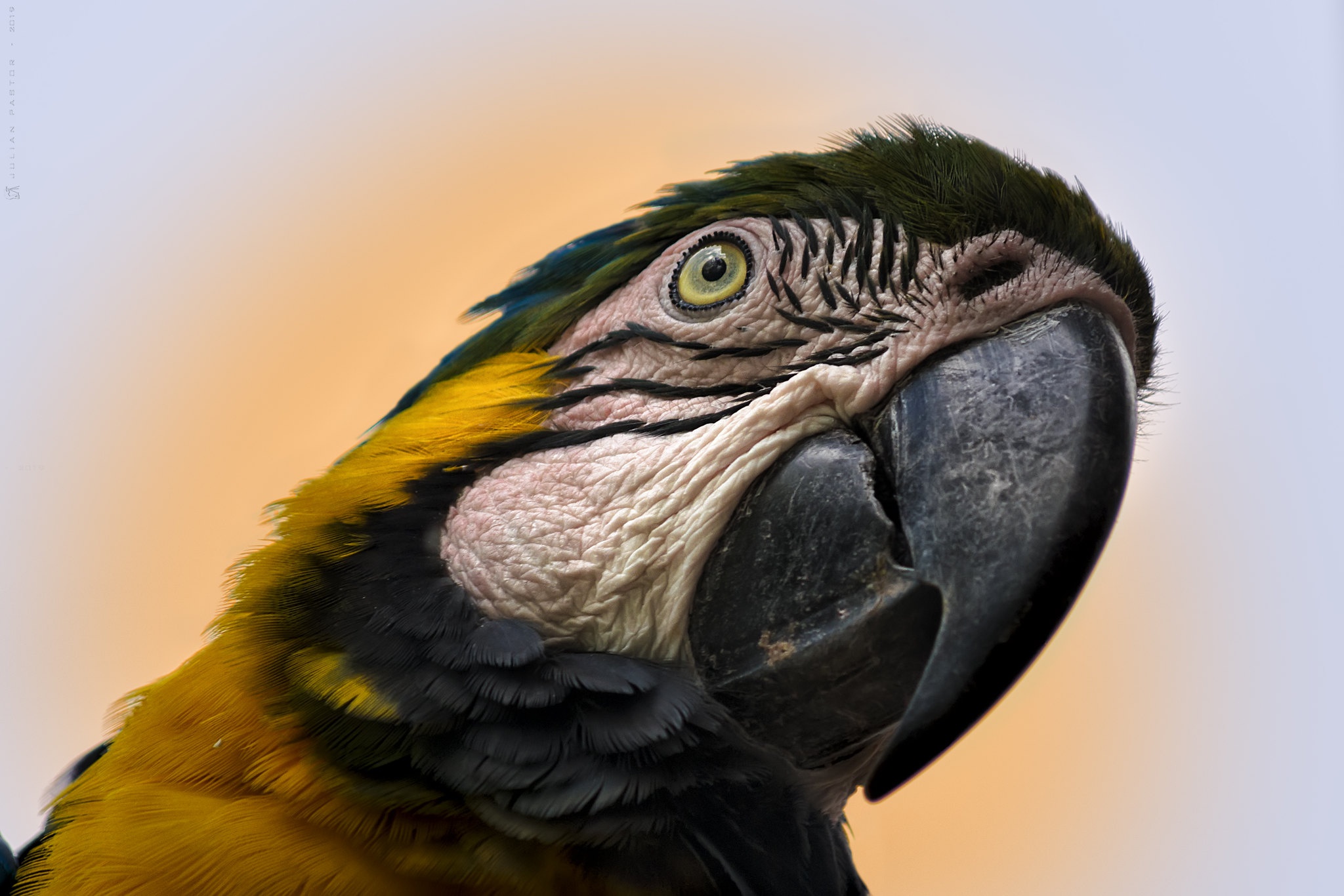 壁紙 クローズアップ 鳥類 オウム コンゴウインコ くちばし 頭 動物 ダウンロード 写真