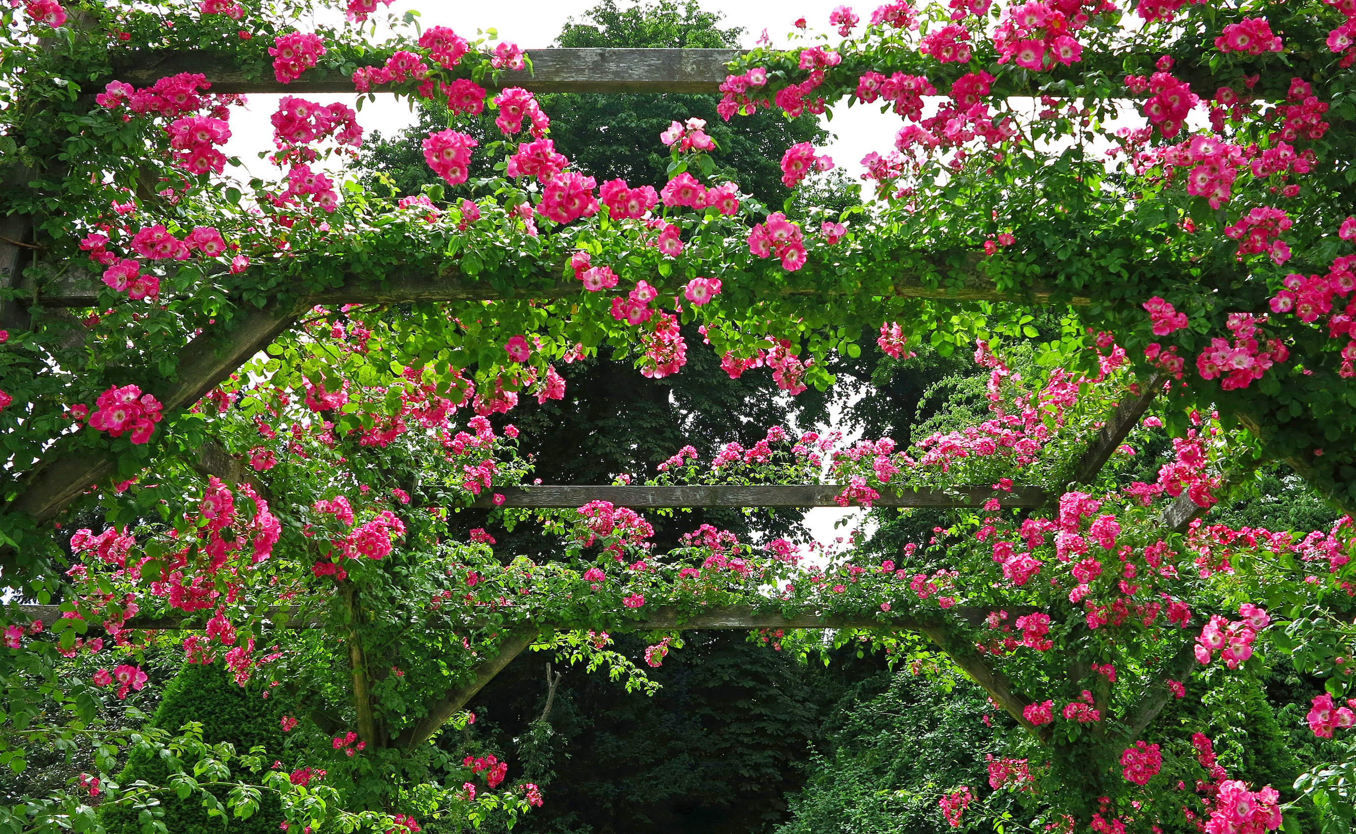 Твой сад розы. Роуз Гарден плетистая. Розы плетистые Роуз Гарден.