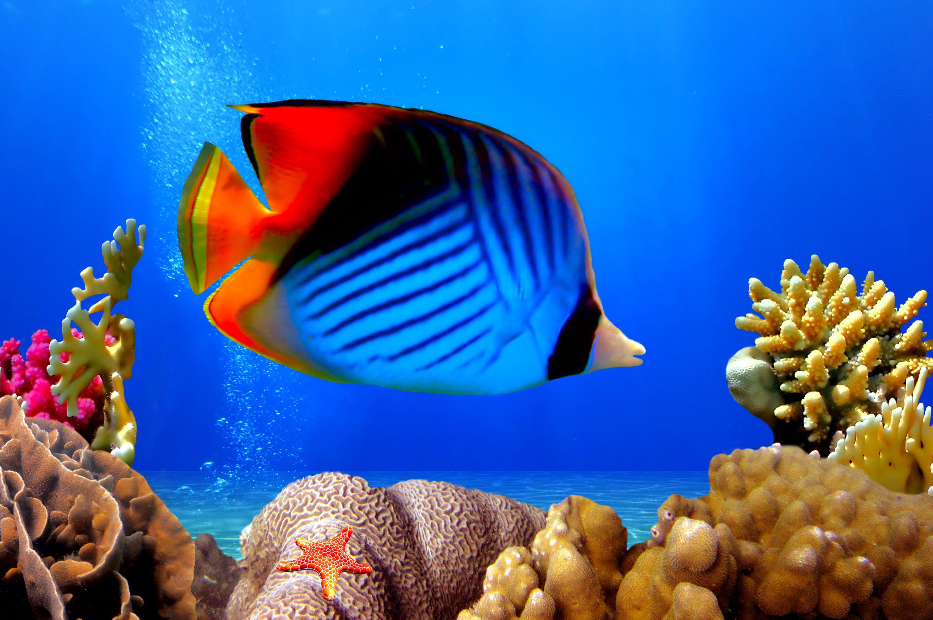 Betta Fish for Android, Blue Betta Fish HD phone wallpaper | Pxfuel
