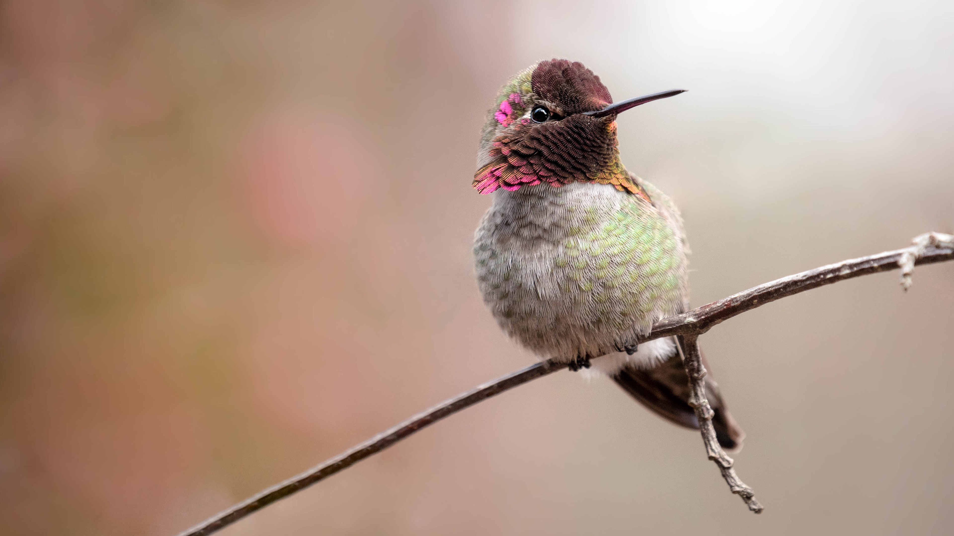 壁紙 3840x2160 鳥類 ハチドリ 枝 動物 ダウンロード 写真