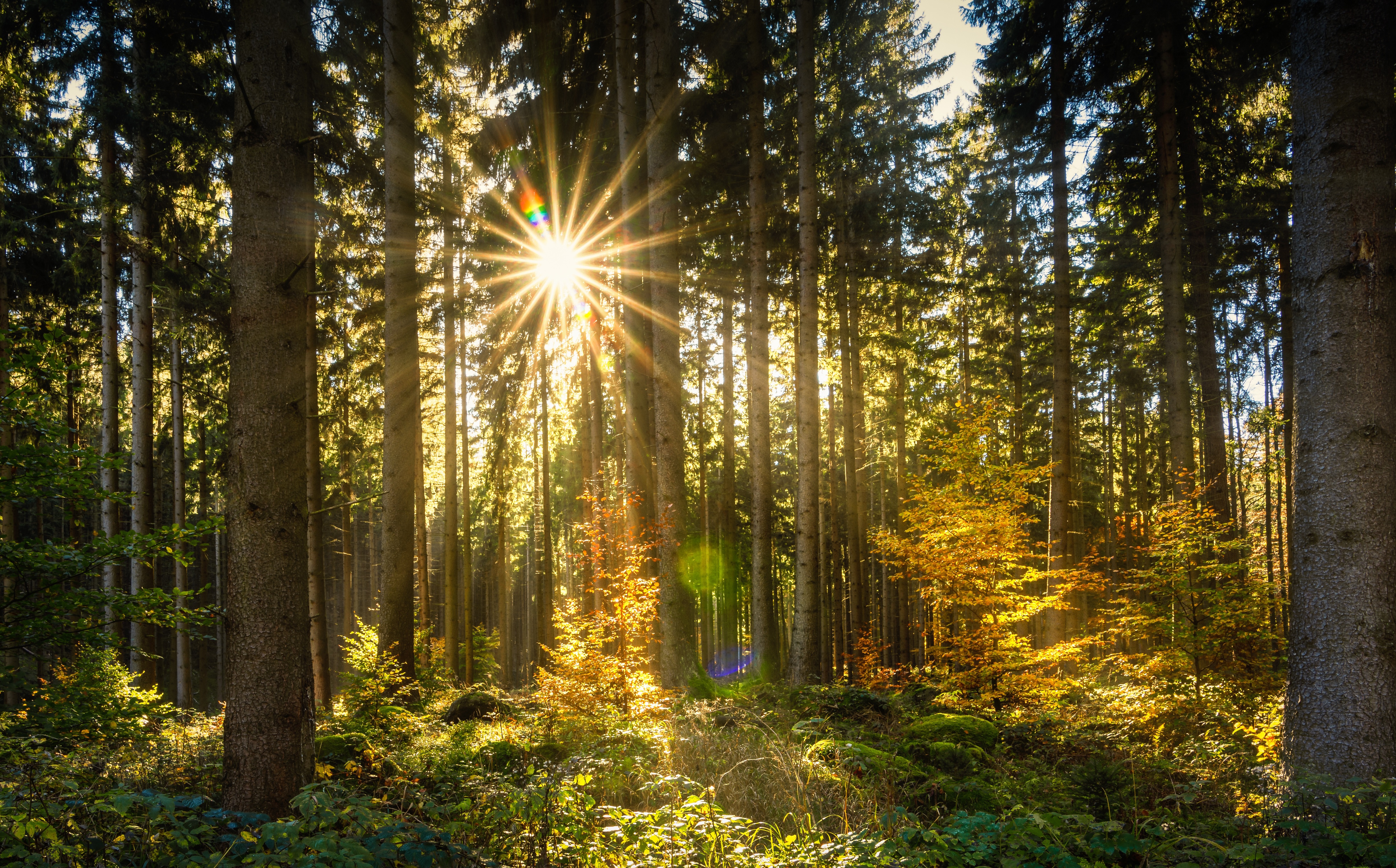 Лучик солнца блеснул из за леса. Беловежская пуща лес. "Солнце в лесу". Сосновый лес. Лучи солнца в лесу.