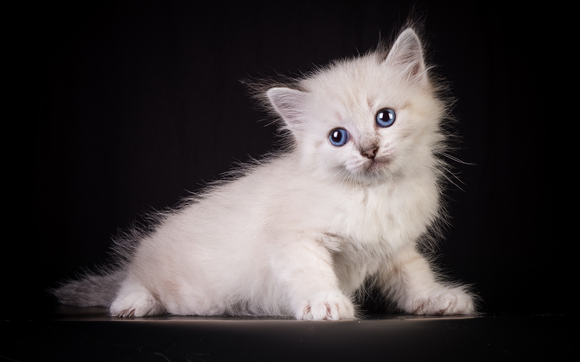 壁紙 飼い猫 子猫 ふわふわ 白 動物 ダウンロード 写真