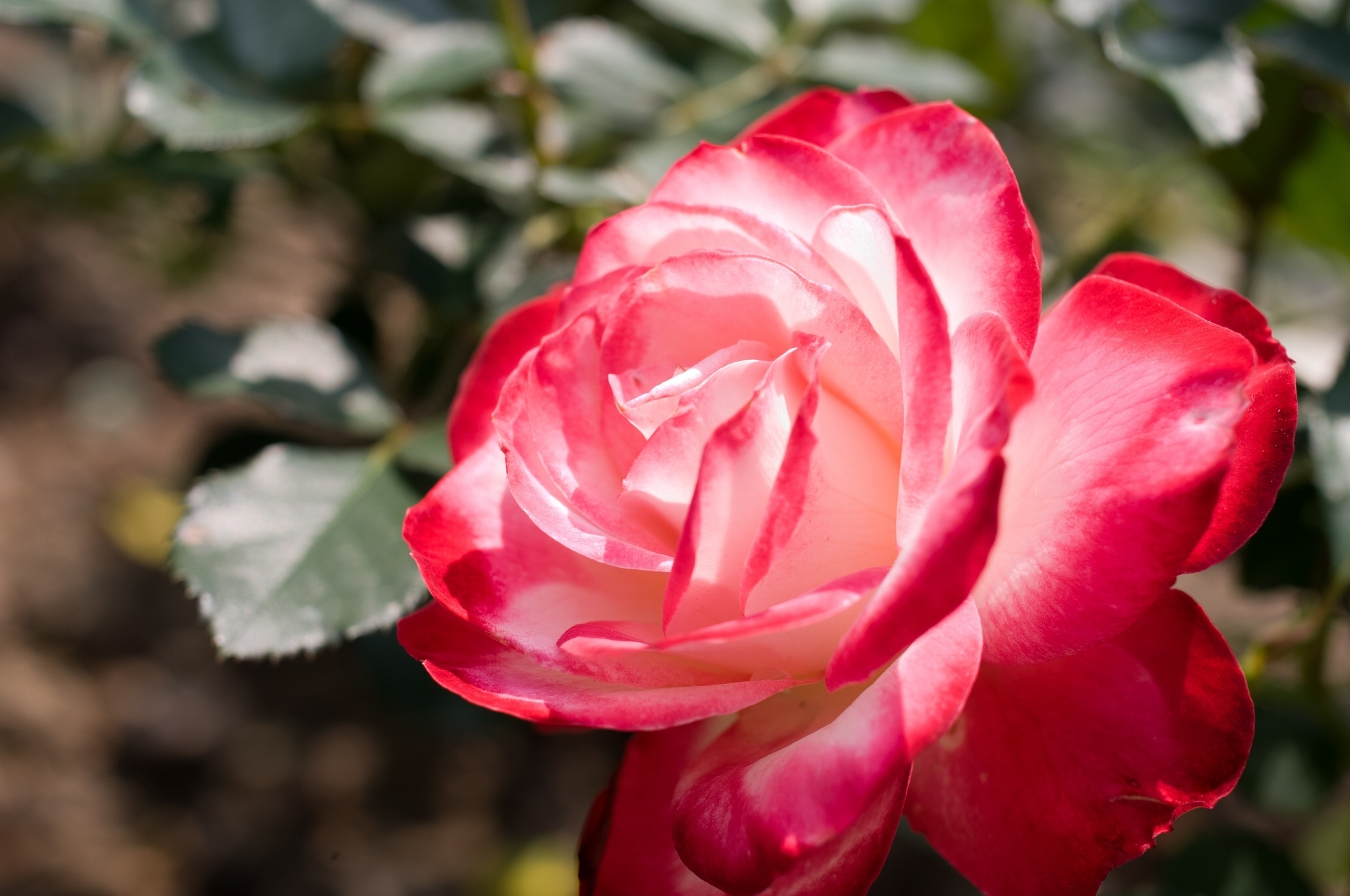 Bilder von Rot Rosen Blüte Großansicht 2048x1360 Rose Blumen hautnah Nahaufnahme