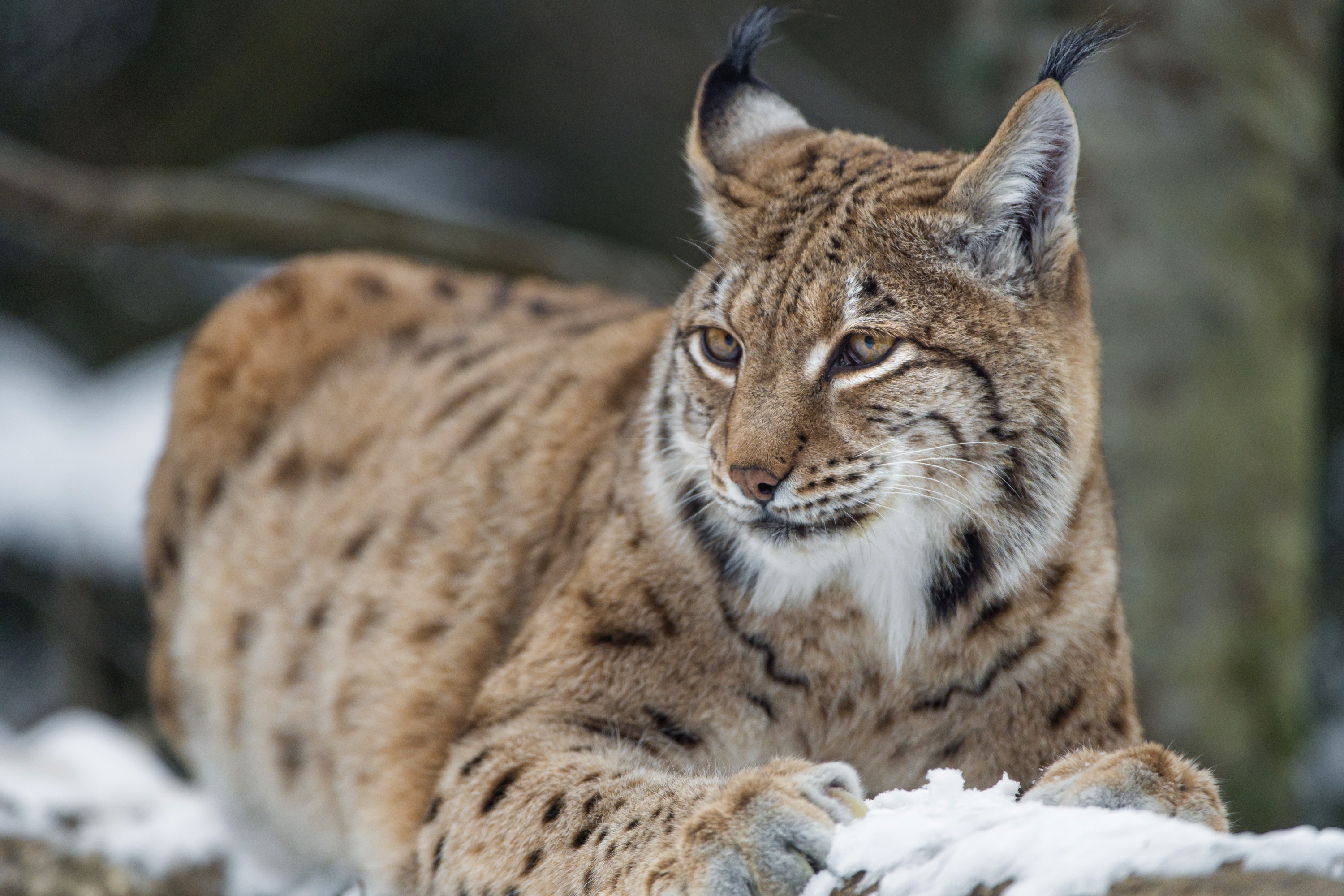 Рысь указывает на. Lynx Рысь. Обыкновенная Рысь Lynx Lynx. Сибирская Рысь. Гималайская Рысь.