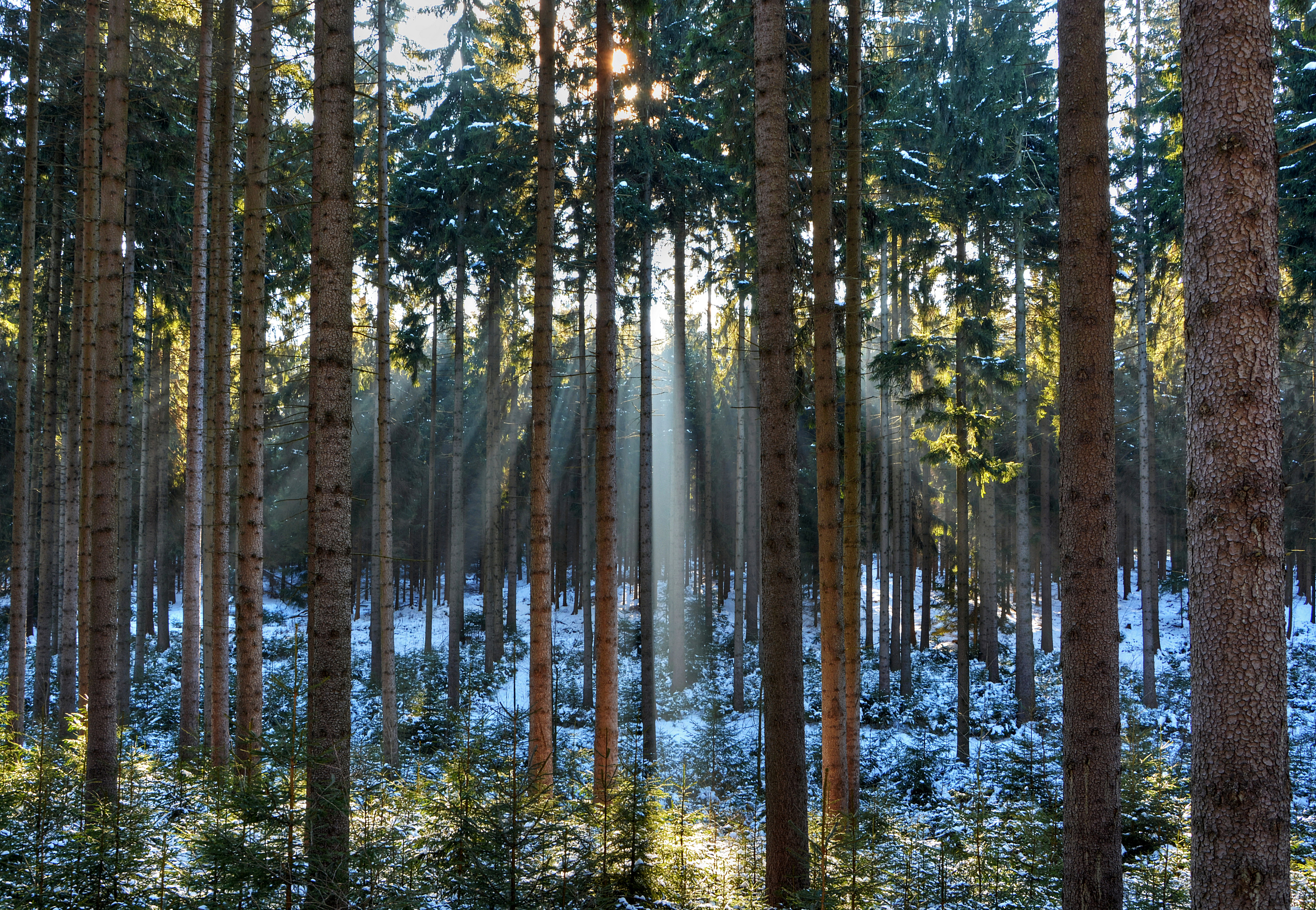 Хвойные леса температура