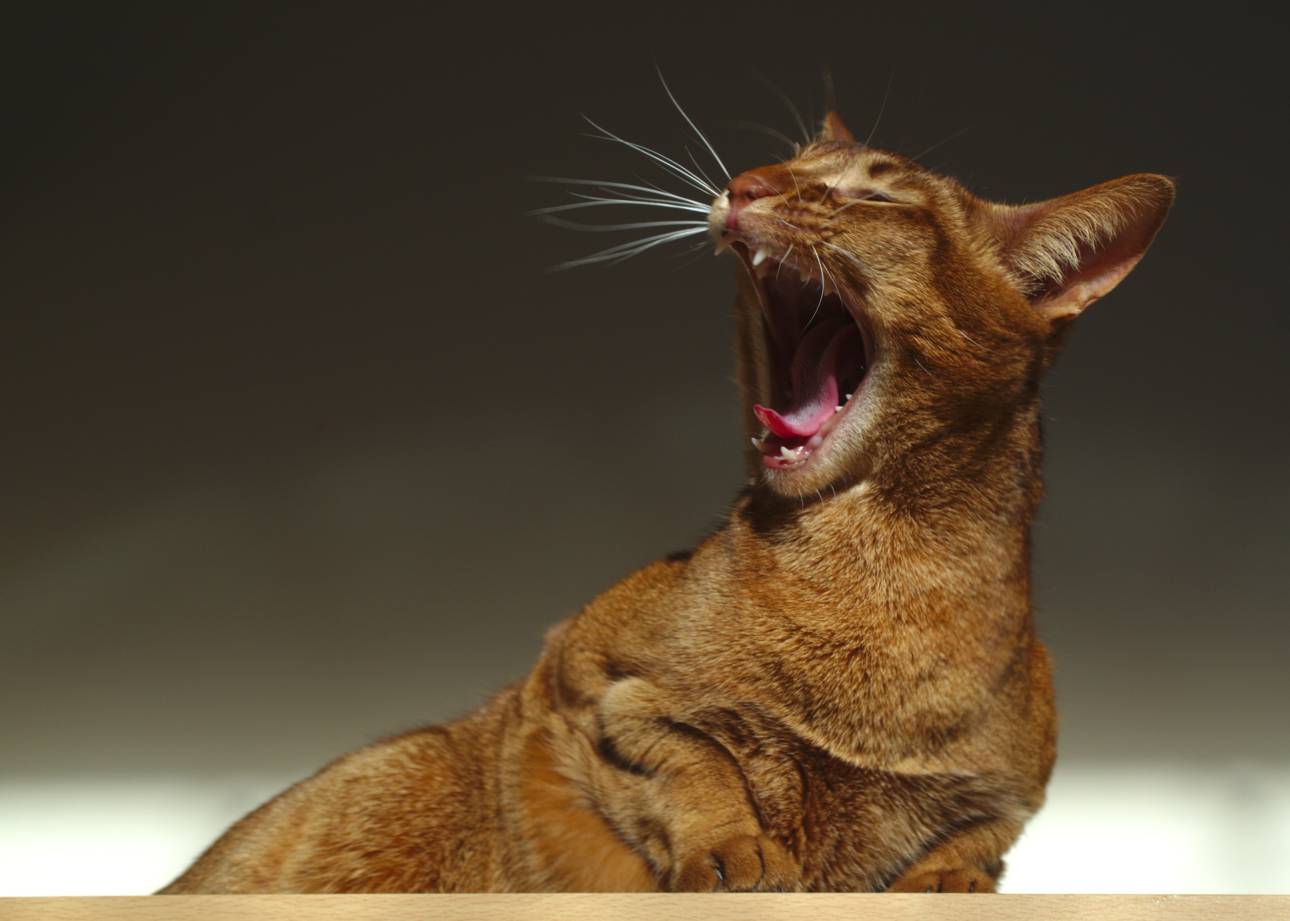 Звук раздражающий котов. Рыжий кот зевает. Зевающие звери. Рыжий кот с клыками. Кот зевает фото.