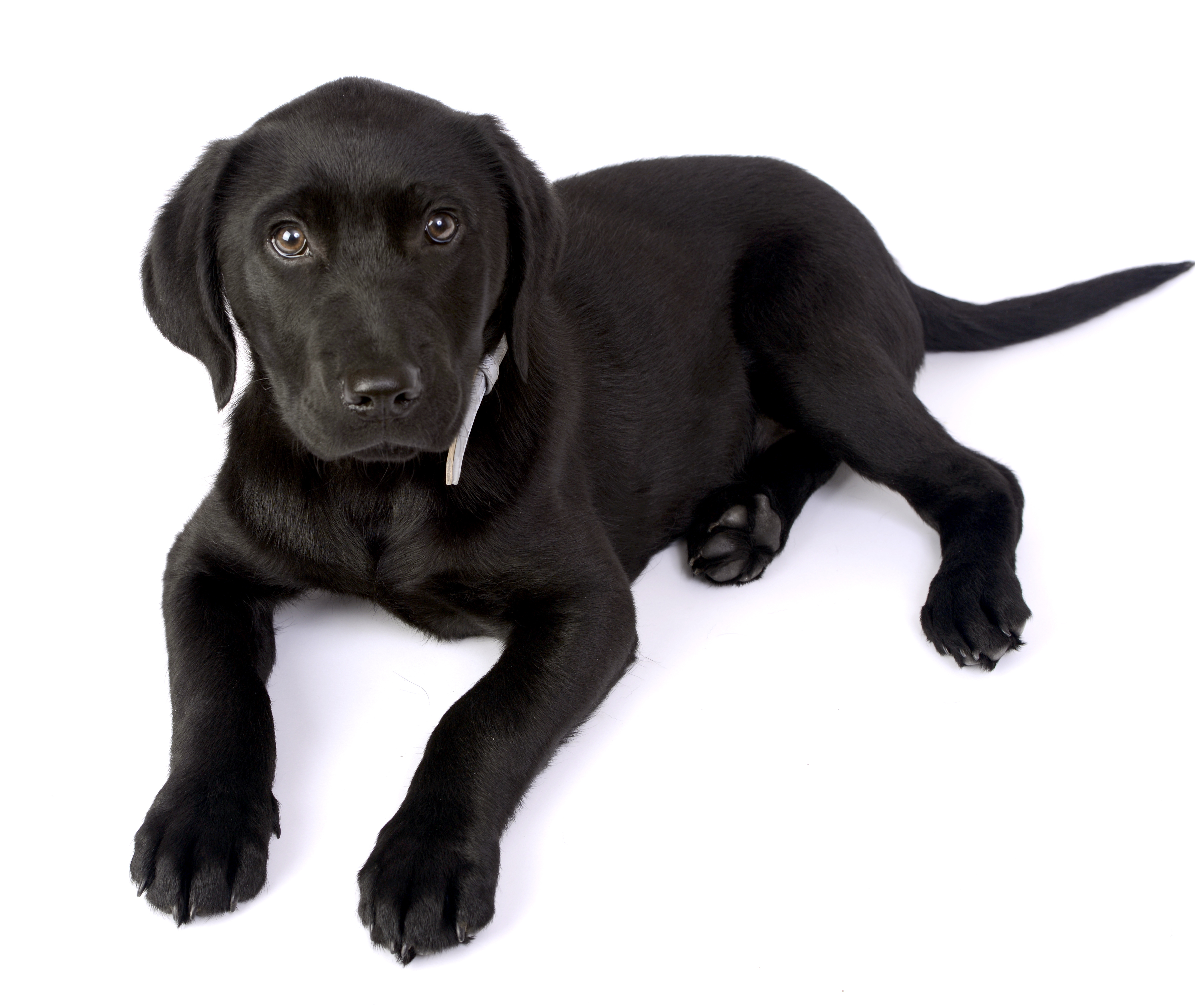 Картинки щенка Лабрадор-ретривер Собаки Черный лап Взгляд 4760x4016