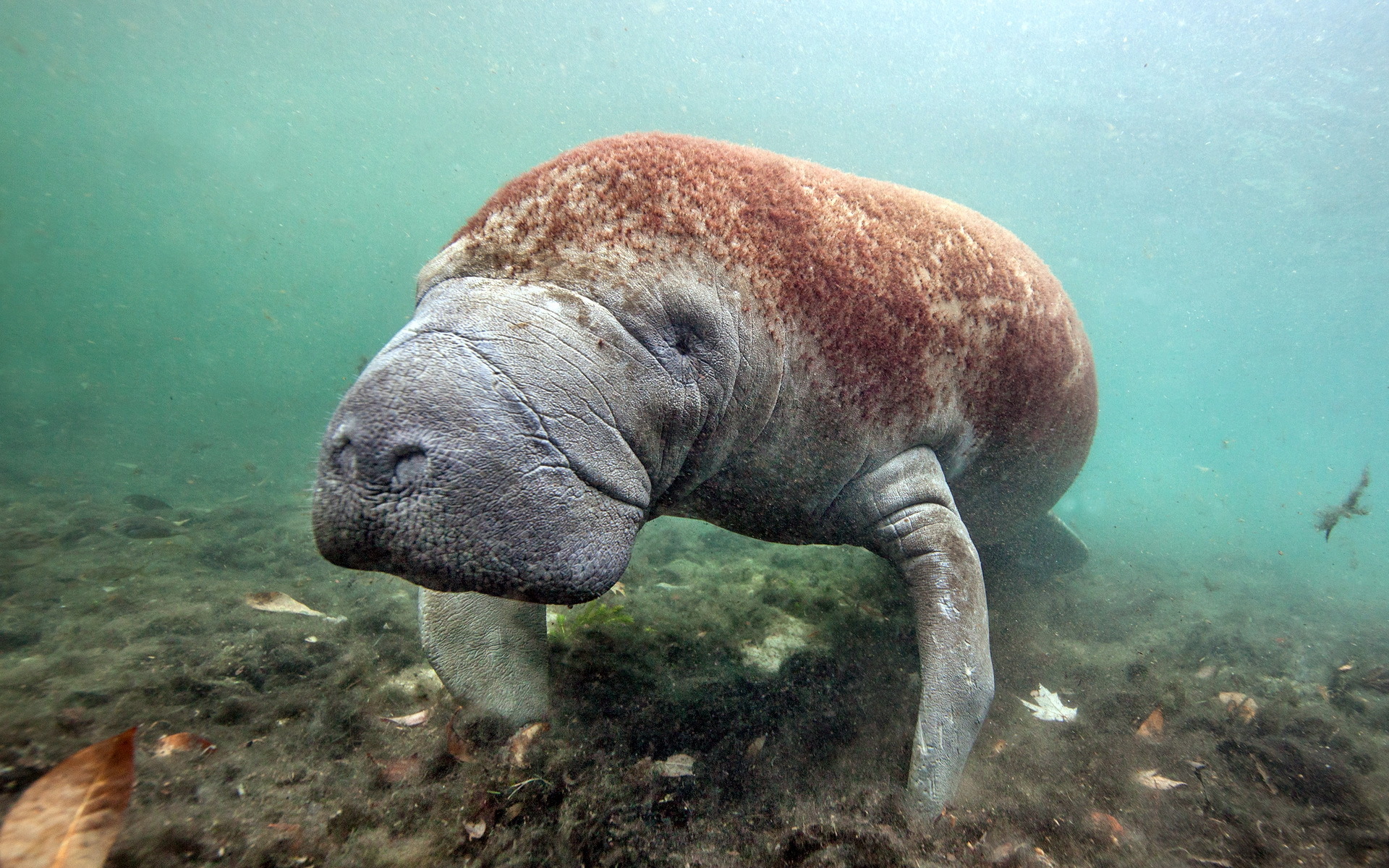 壁紙，1920x1200，海底世界，Hydrodamalis, Sea cows，動物，下载，照片