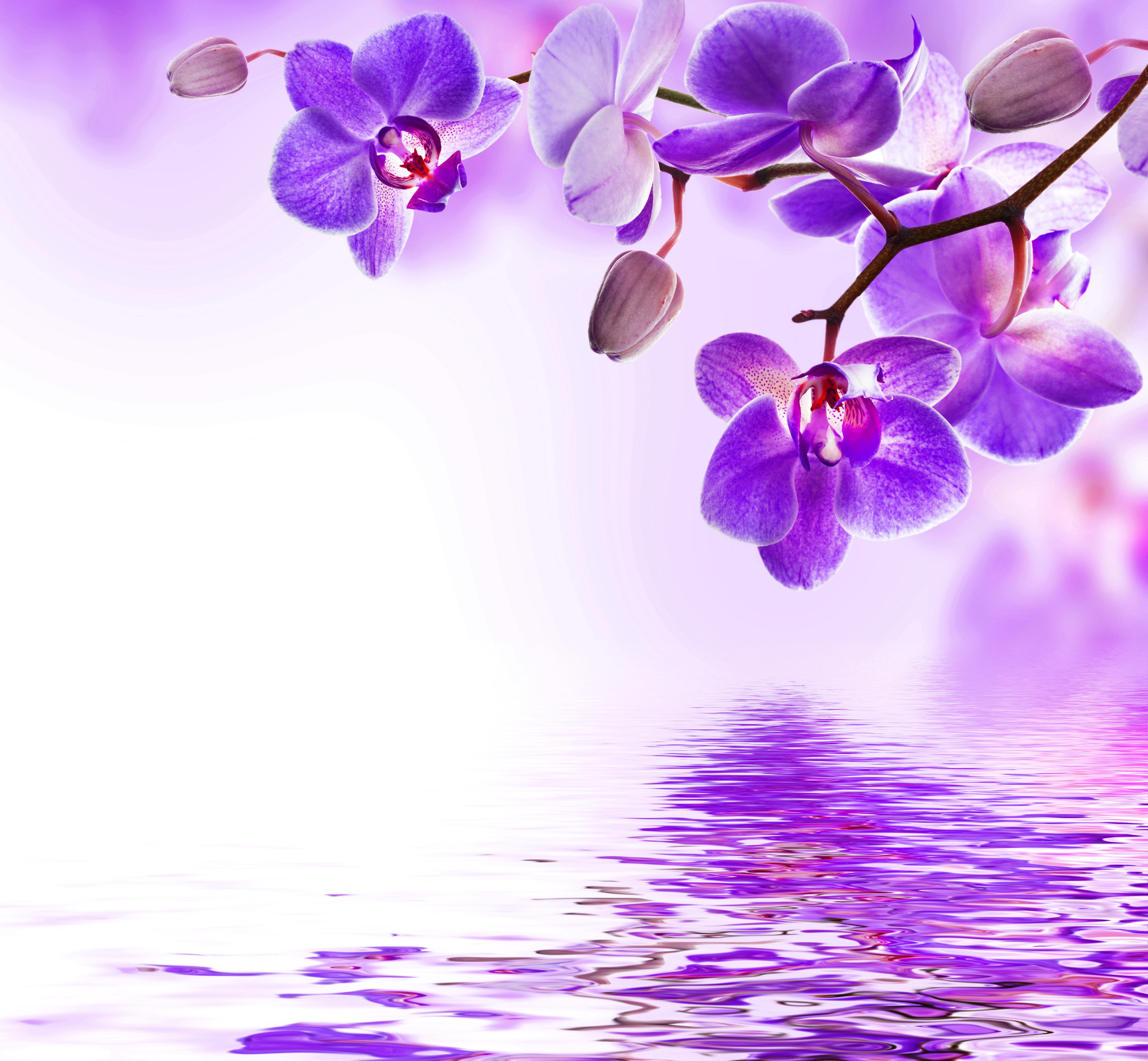 Desktop Wallpapers Violet orchids Flowers 4720x4360