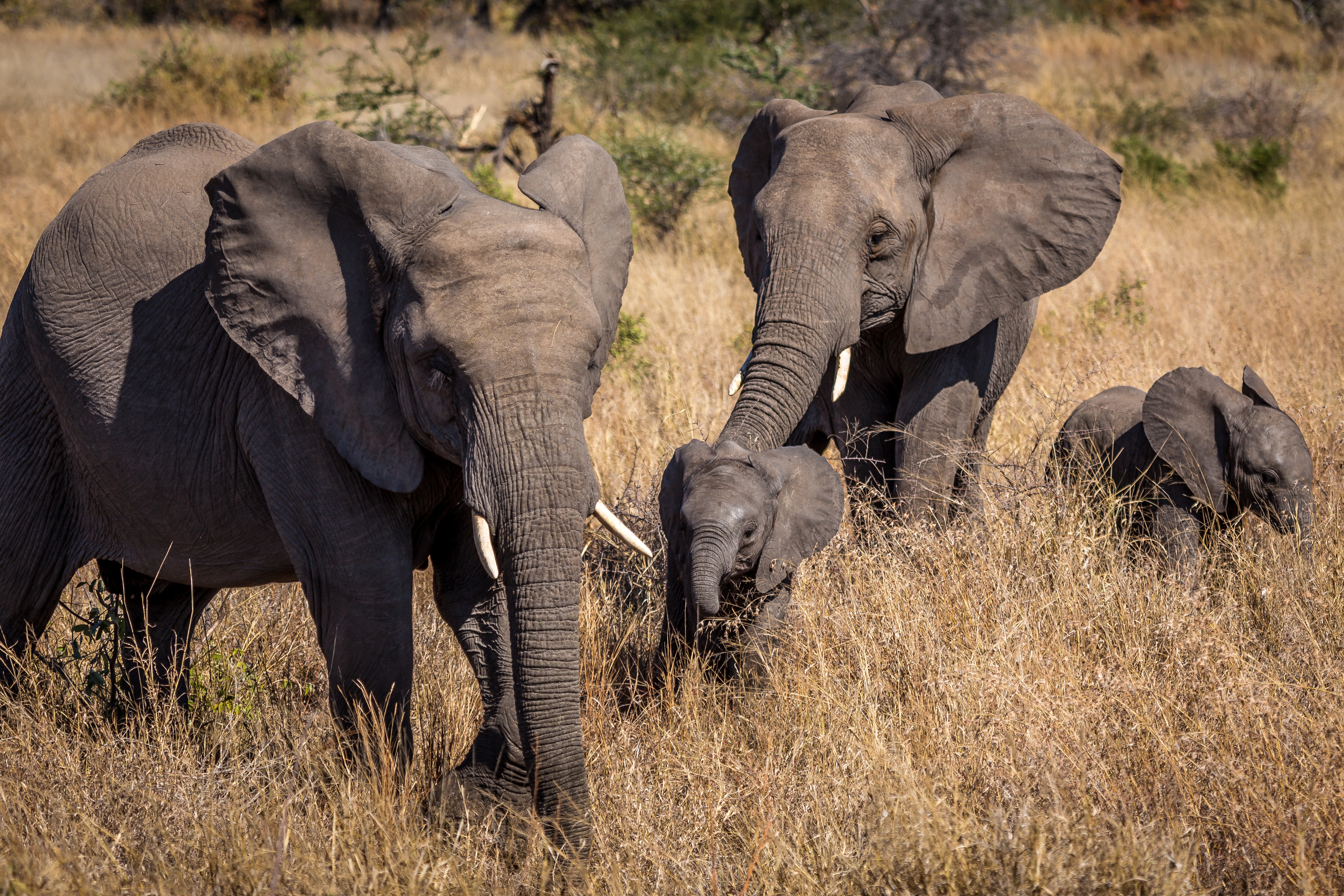 Слоновый год. Слон фото. Слоны с детенышами. Семья слонов. Африканский слон (самка).