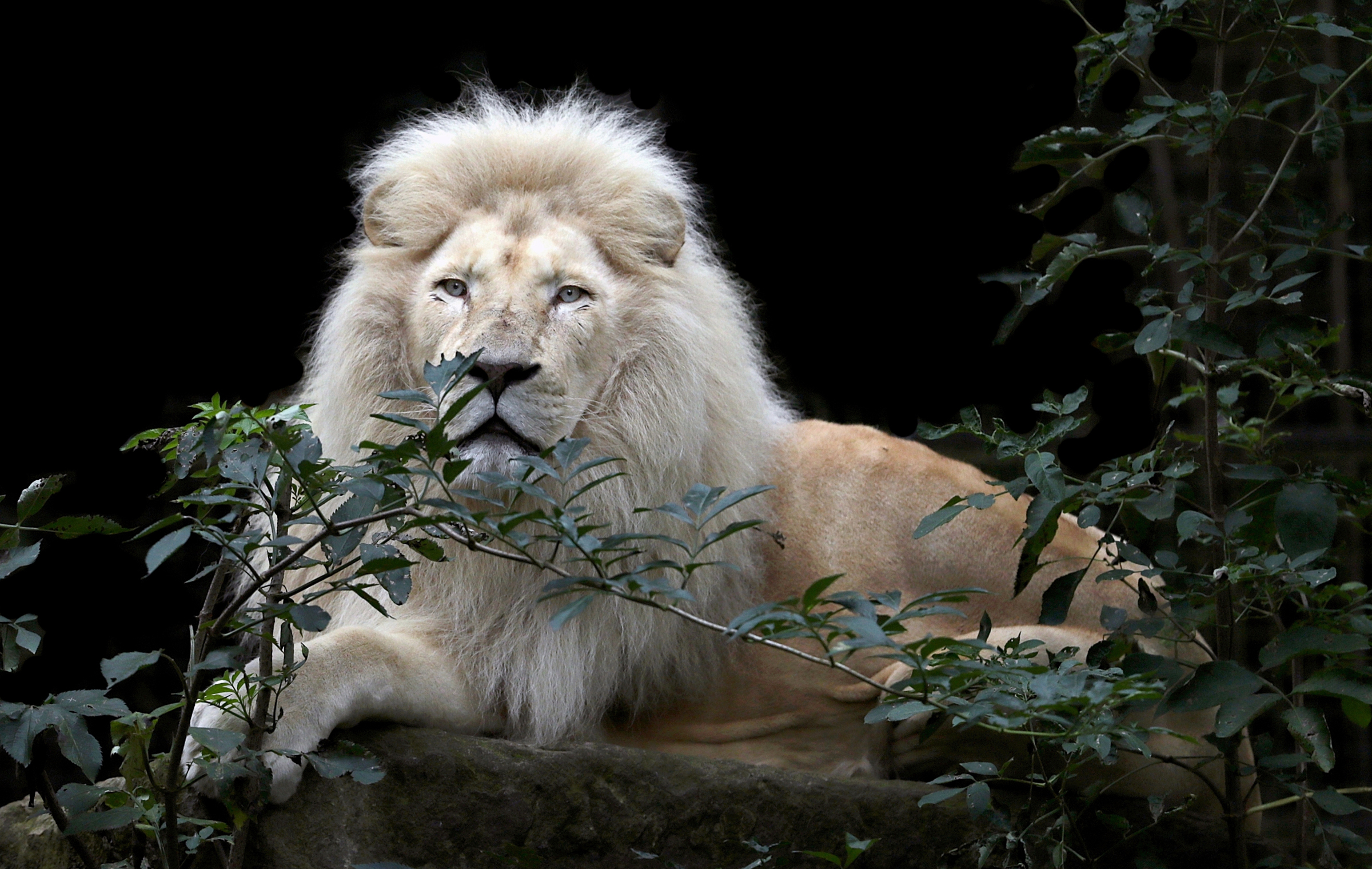 豹亚科,狮,黑色背景,凝视,枝,白色,动物,照片,2400x1520