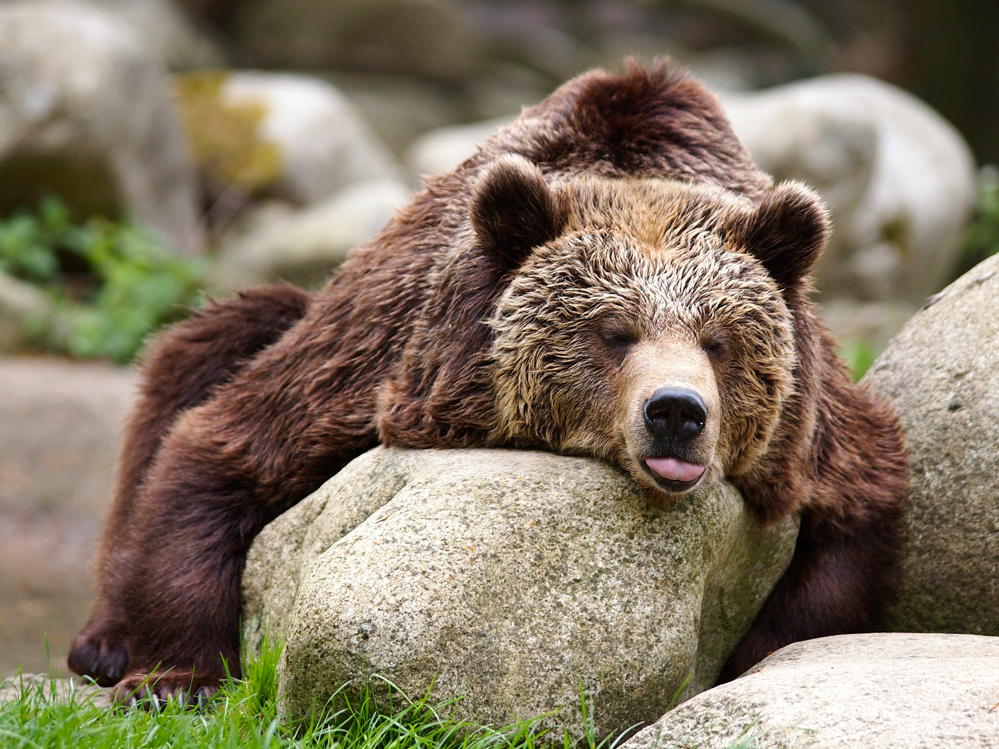 Забавные медведи. Медведь Гризли. Бурый медведь. Красивый медведь. Красивый бурый медведь.